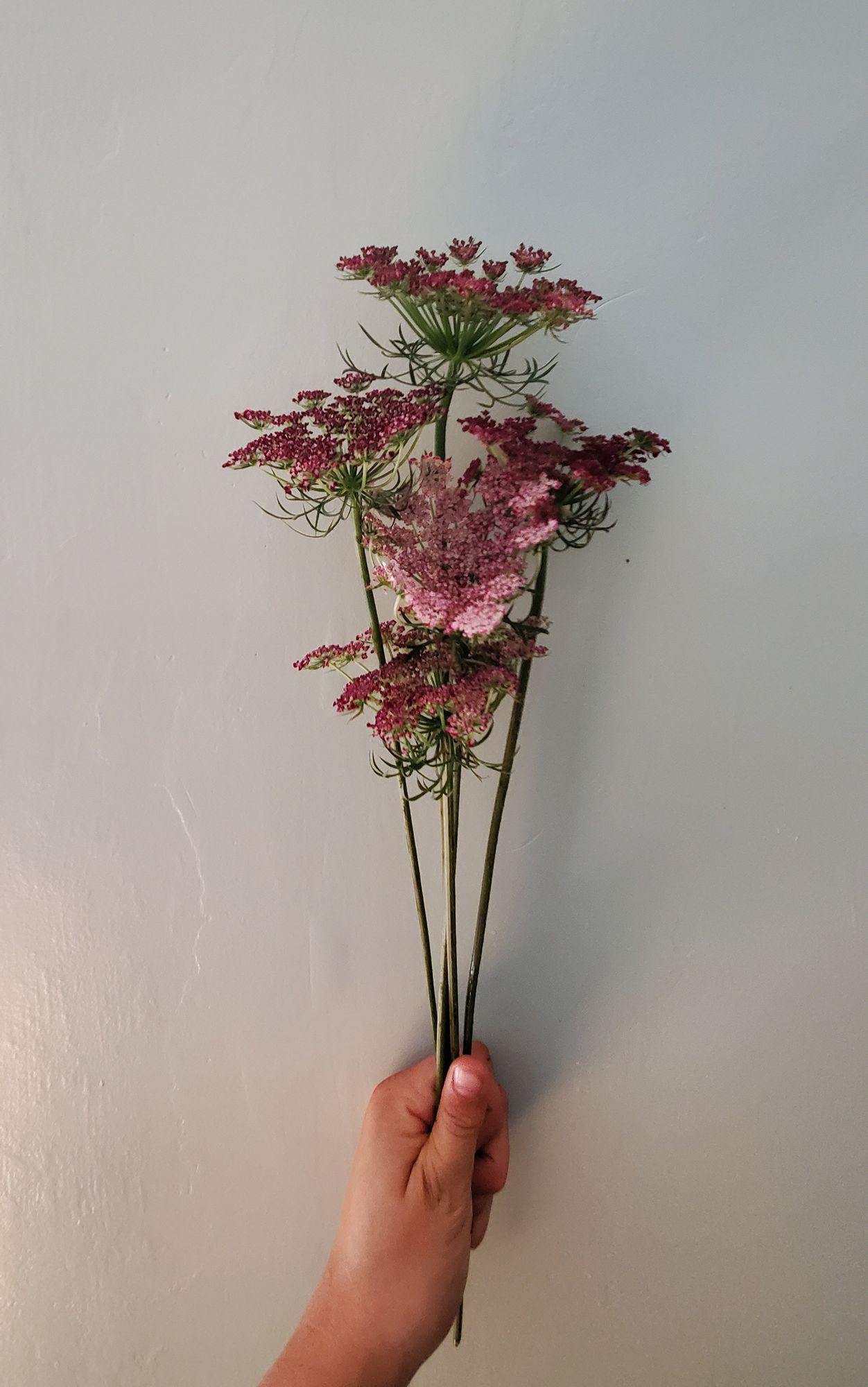 DAUCUS carota Dara
