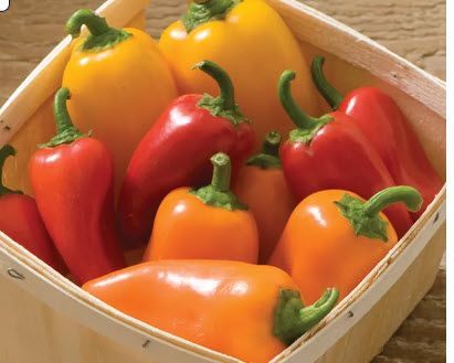 Nightshade: Pepper, Lunchbox