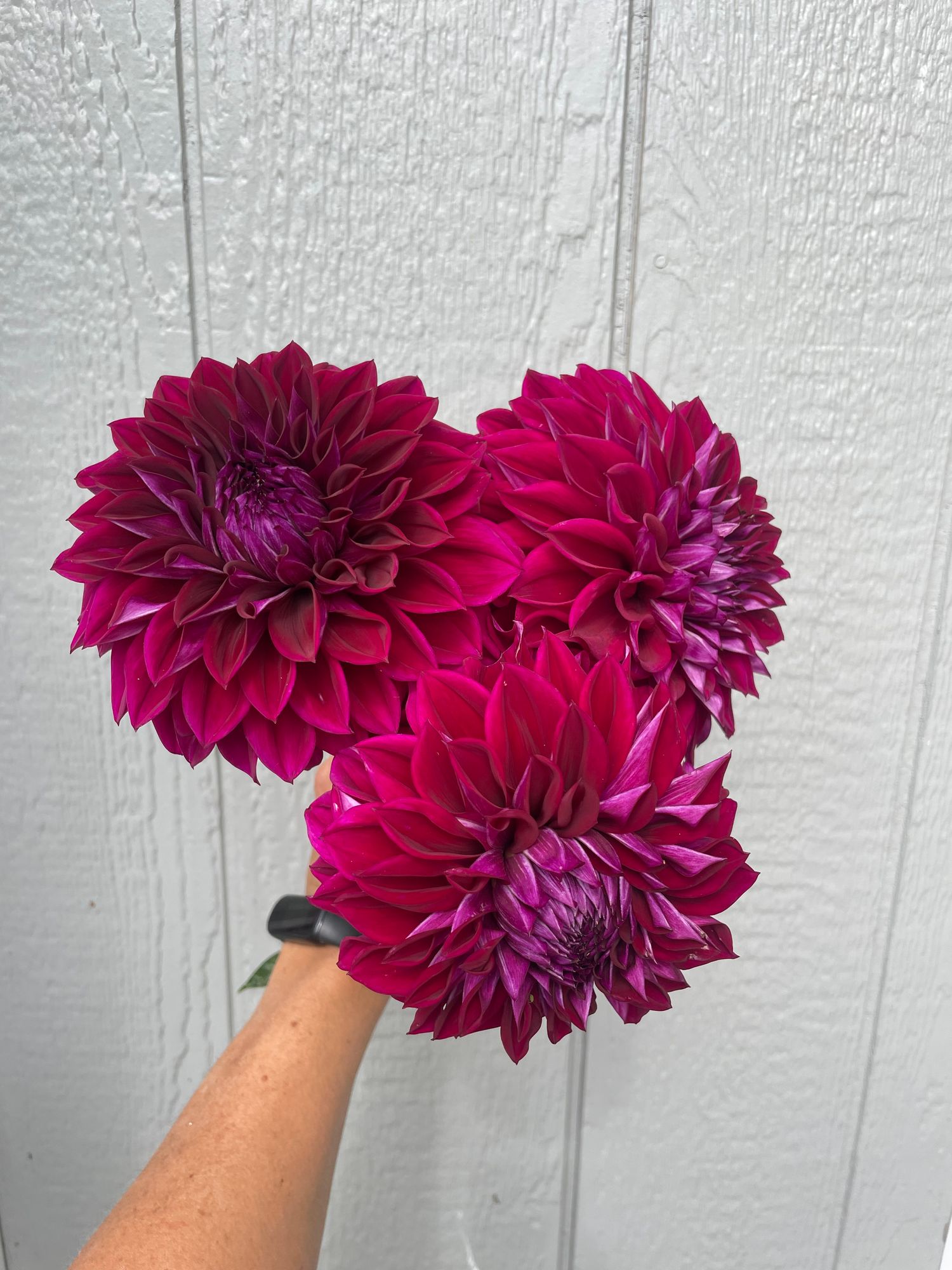 DAHLIA Diva