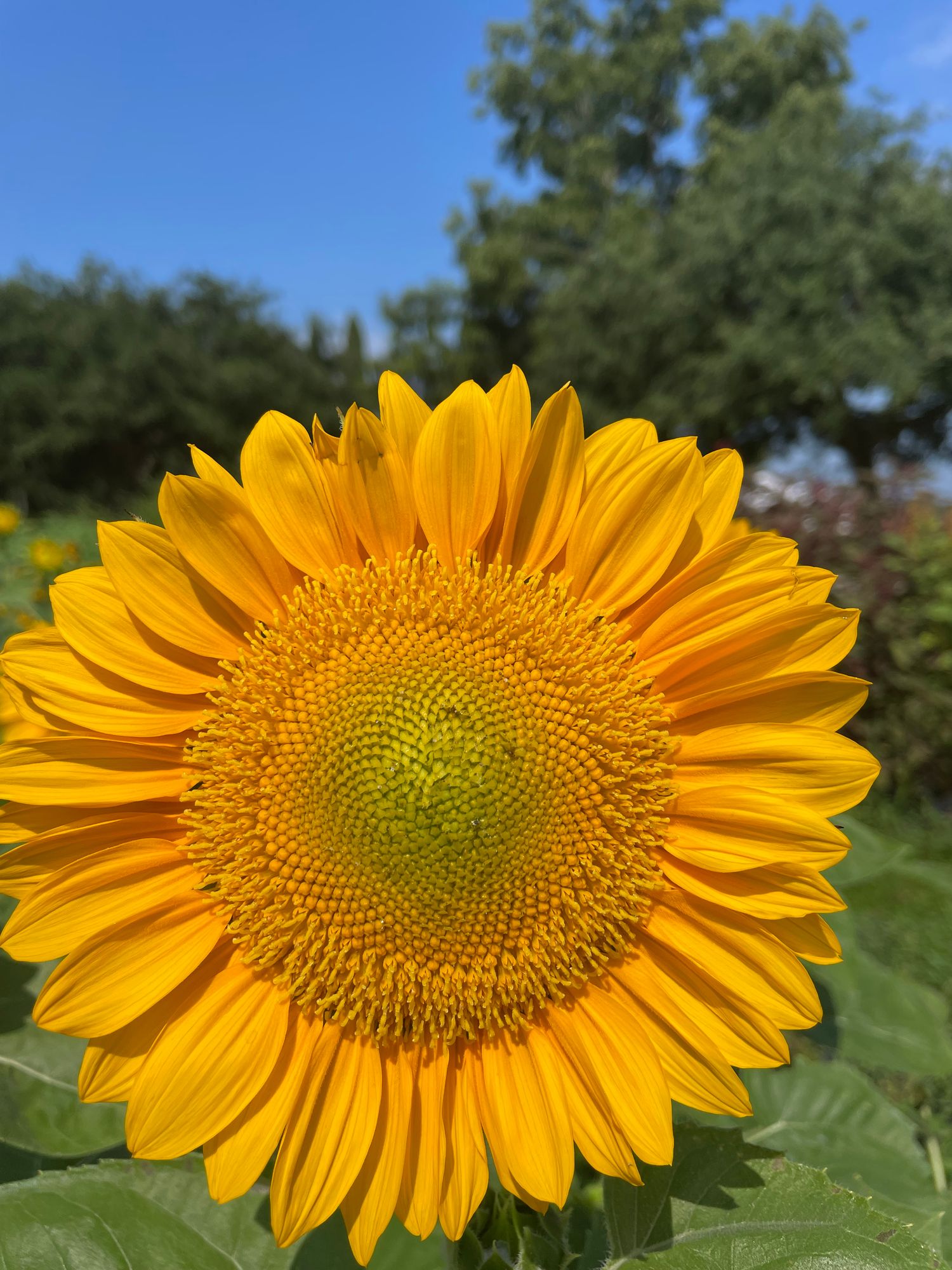 HELIANTHUS annuus ProCut Gold Lite