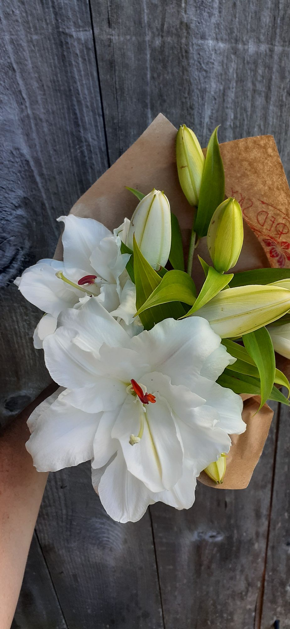 LILIUM x orientalis Bowl of Beauty