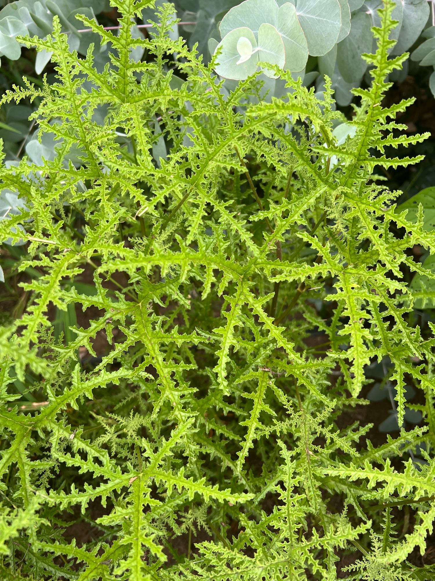PELARGONIUM denticulatum