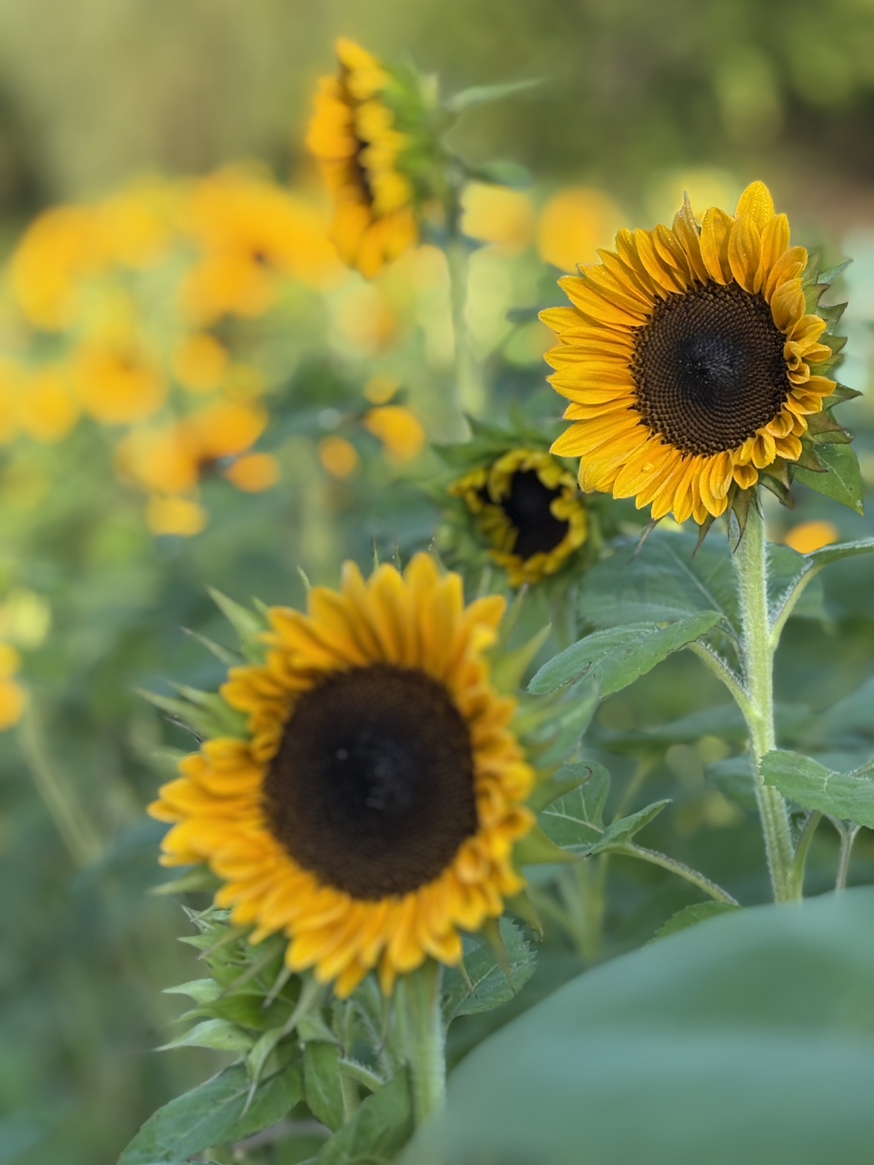HELIANTHUS annuus Vincent's Choice
