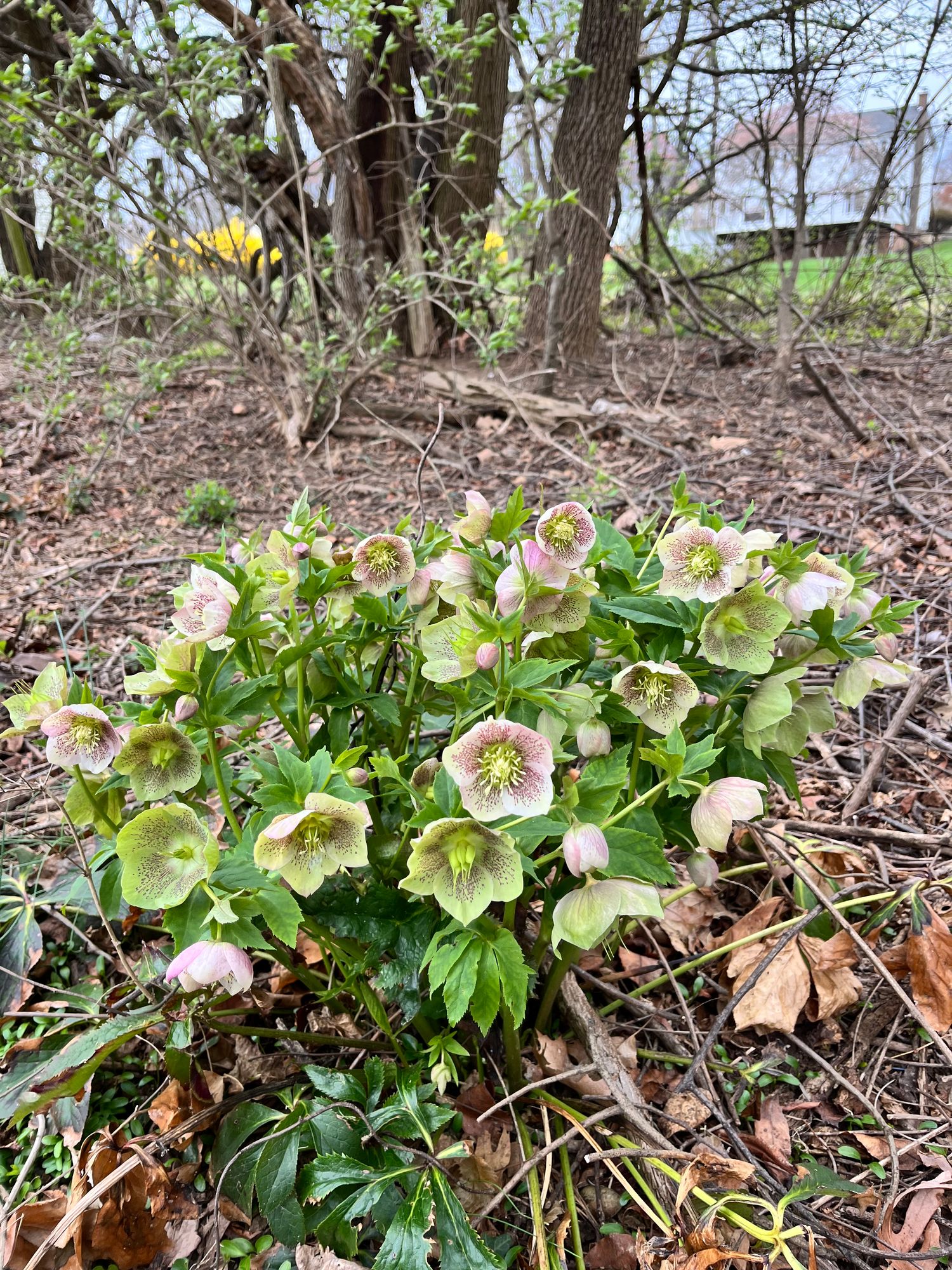 HELLEBORUS x hybridus