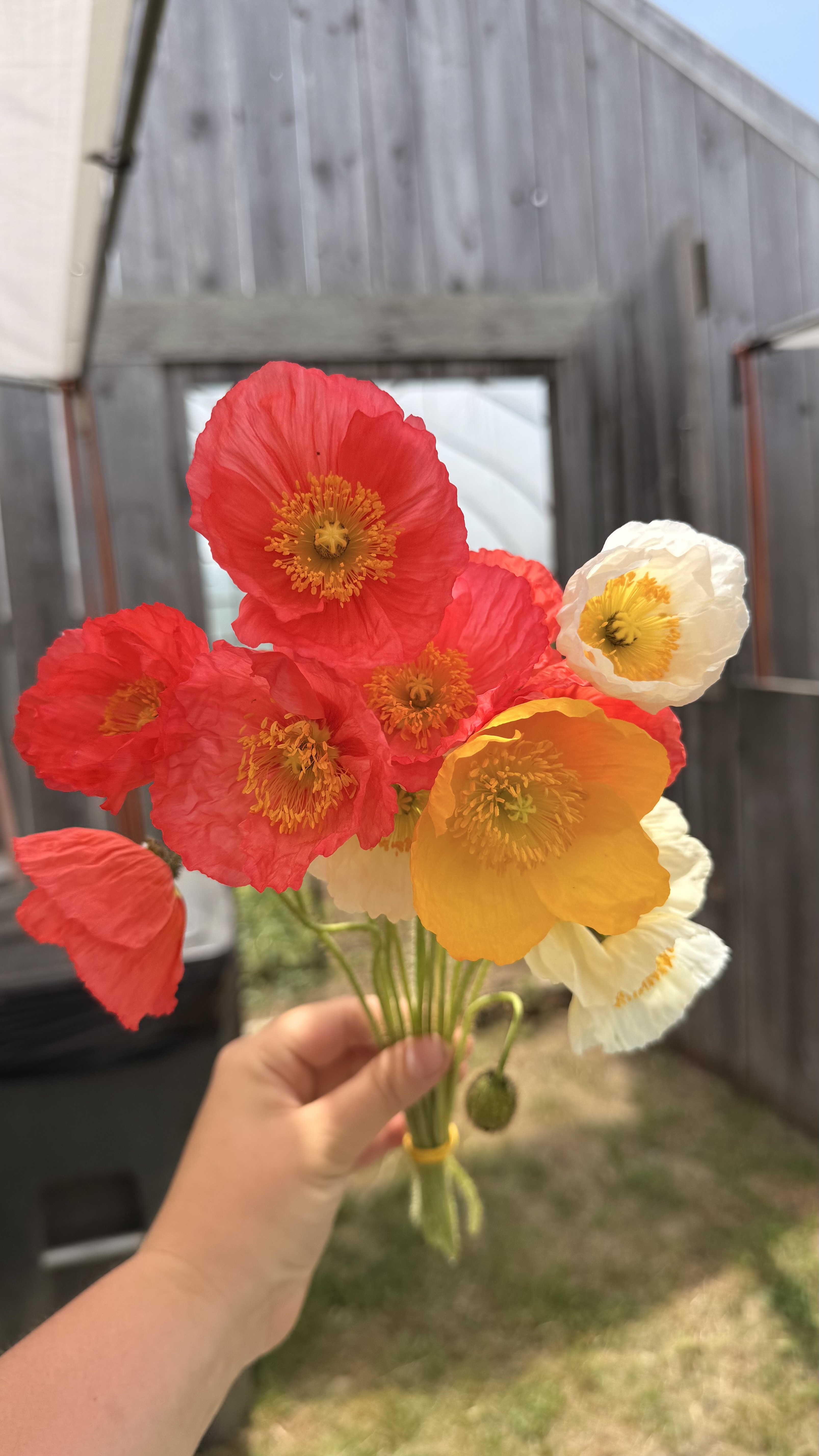 PAPAVER