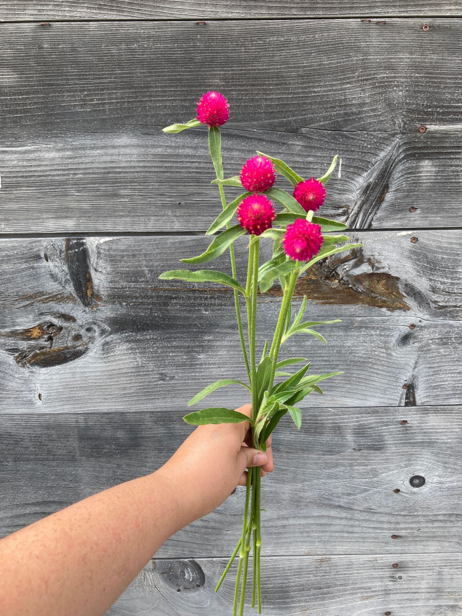 GOMPHRENA haageana QIS Carmine