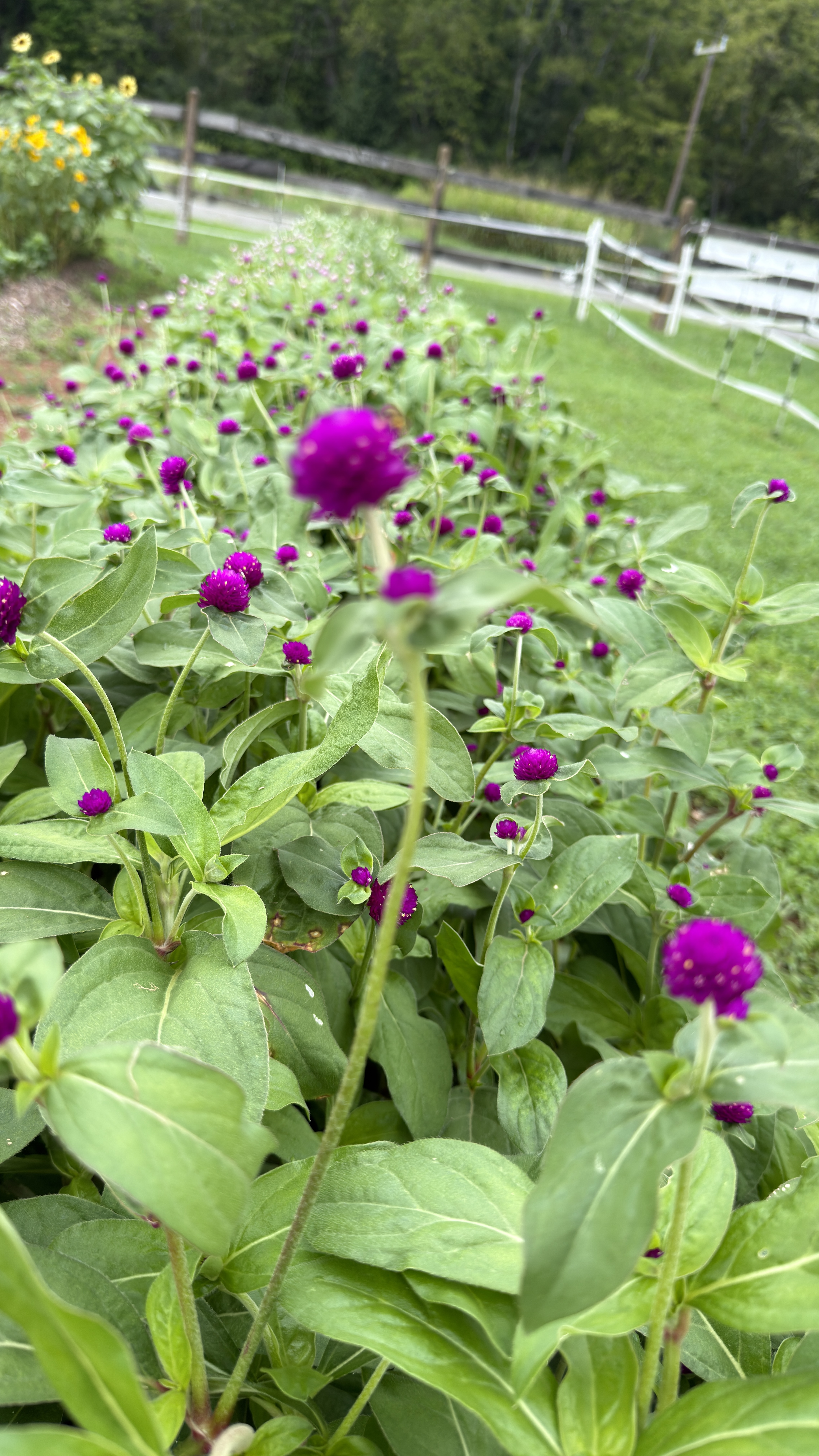 GOMPHRENA globosa