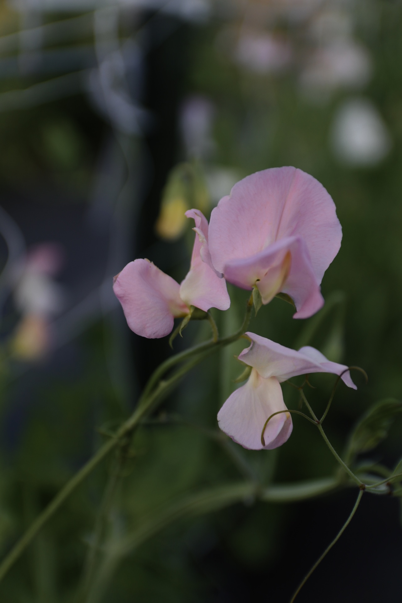 LATHYRUS odoratus