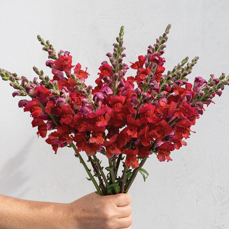 ANTIRRHINUM majus