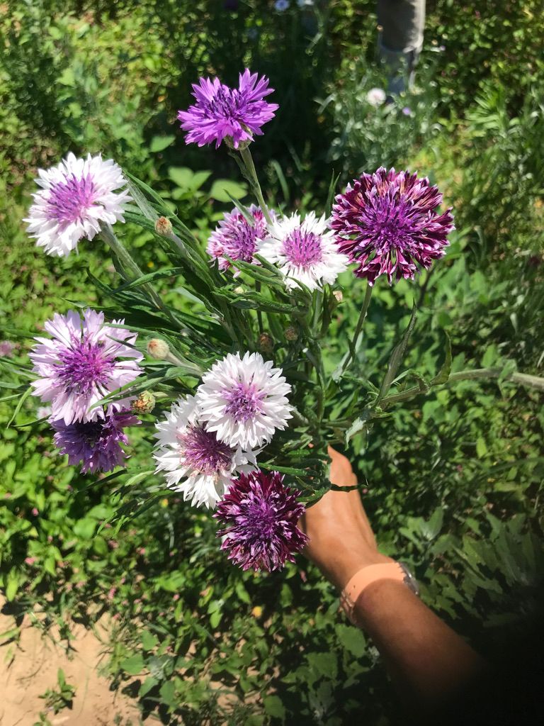CENTAUREA cyanus Classic Magic