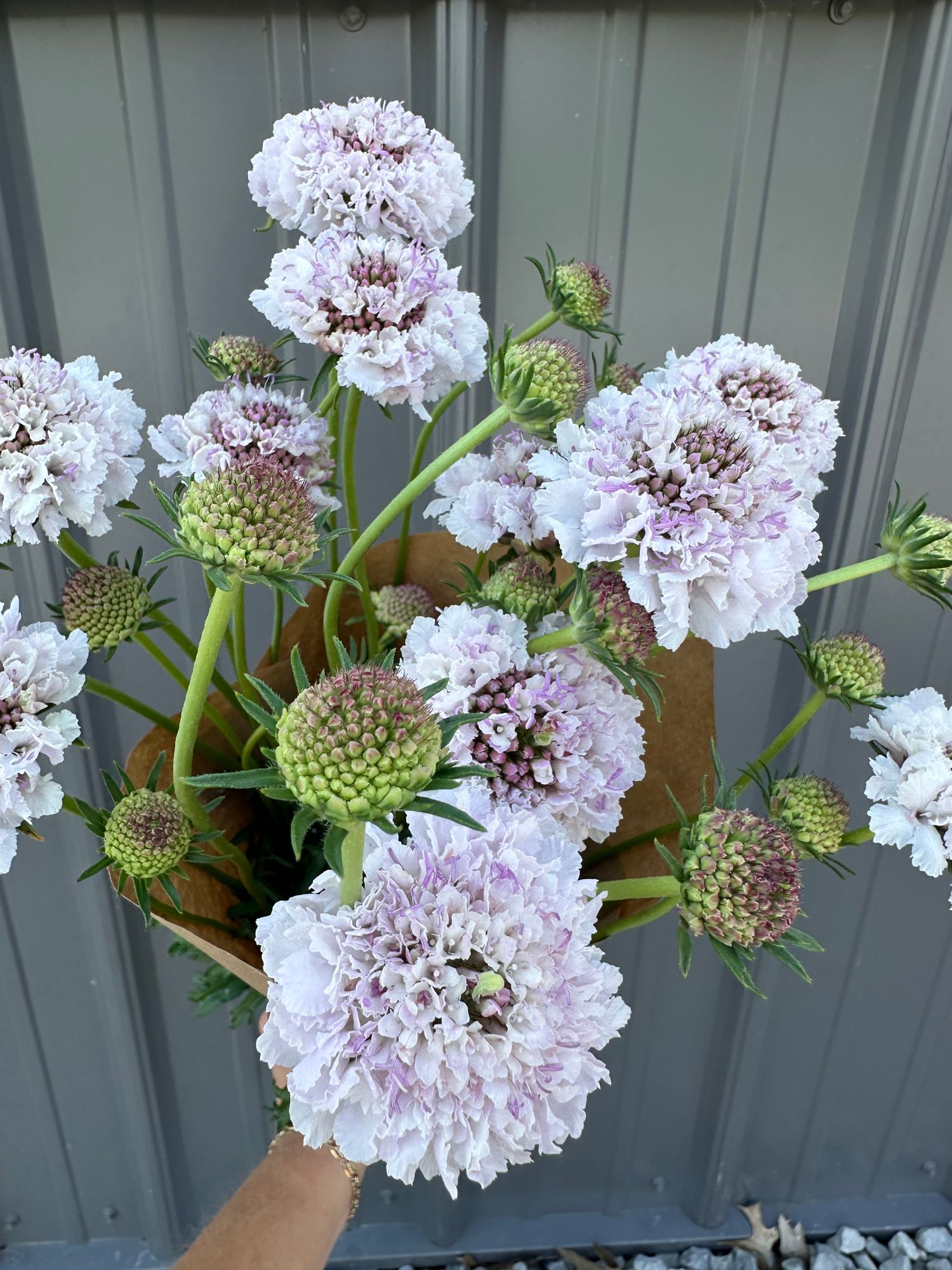 SCABIOSA atropurpurea x caucasica Focal Scoop Strawberry Hoop