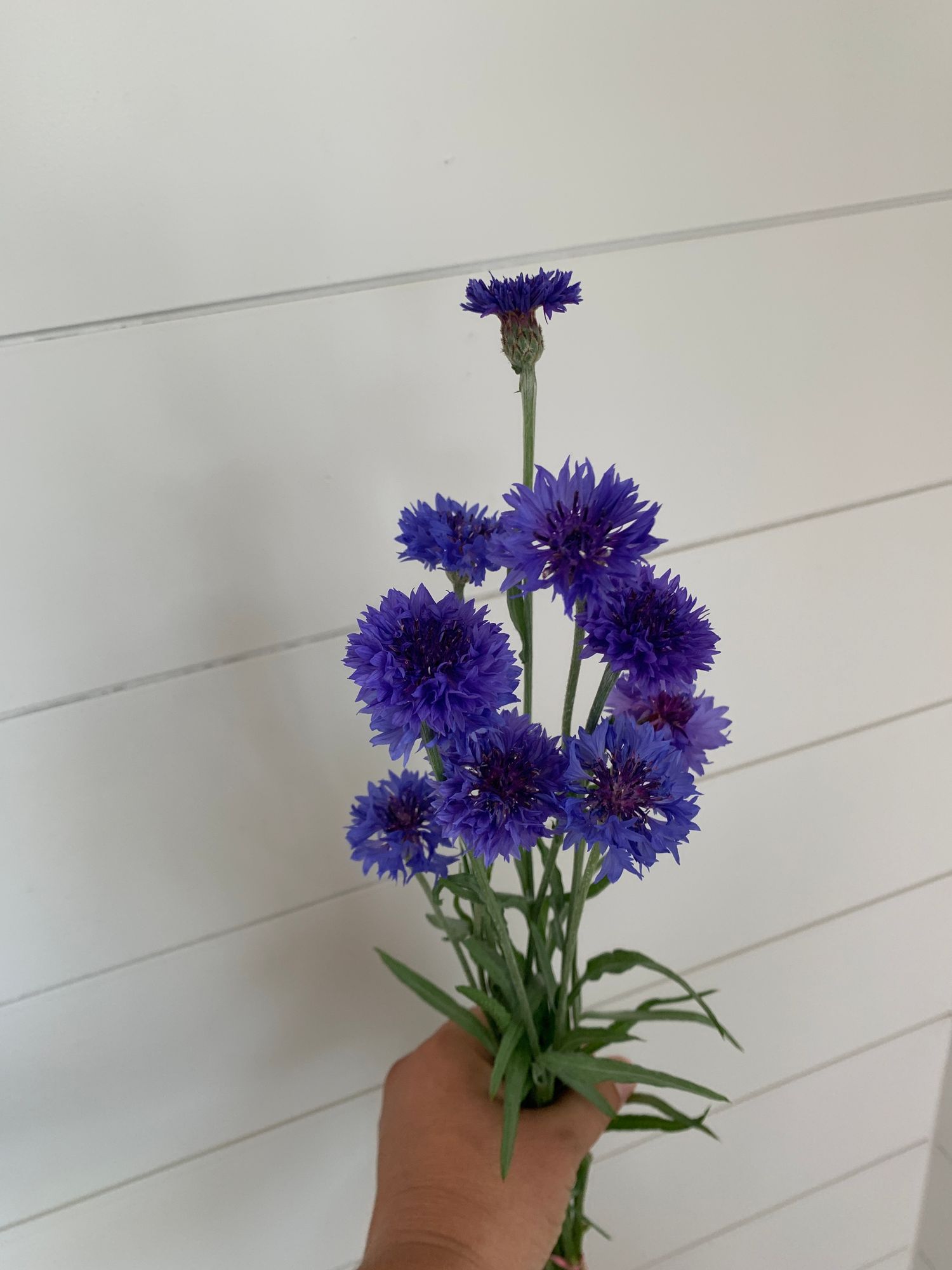 CENTAUREA cyanus Blue Boy