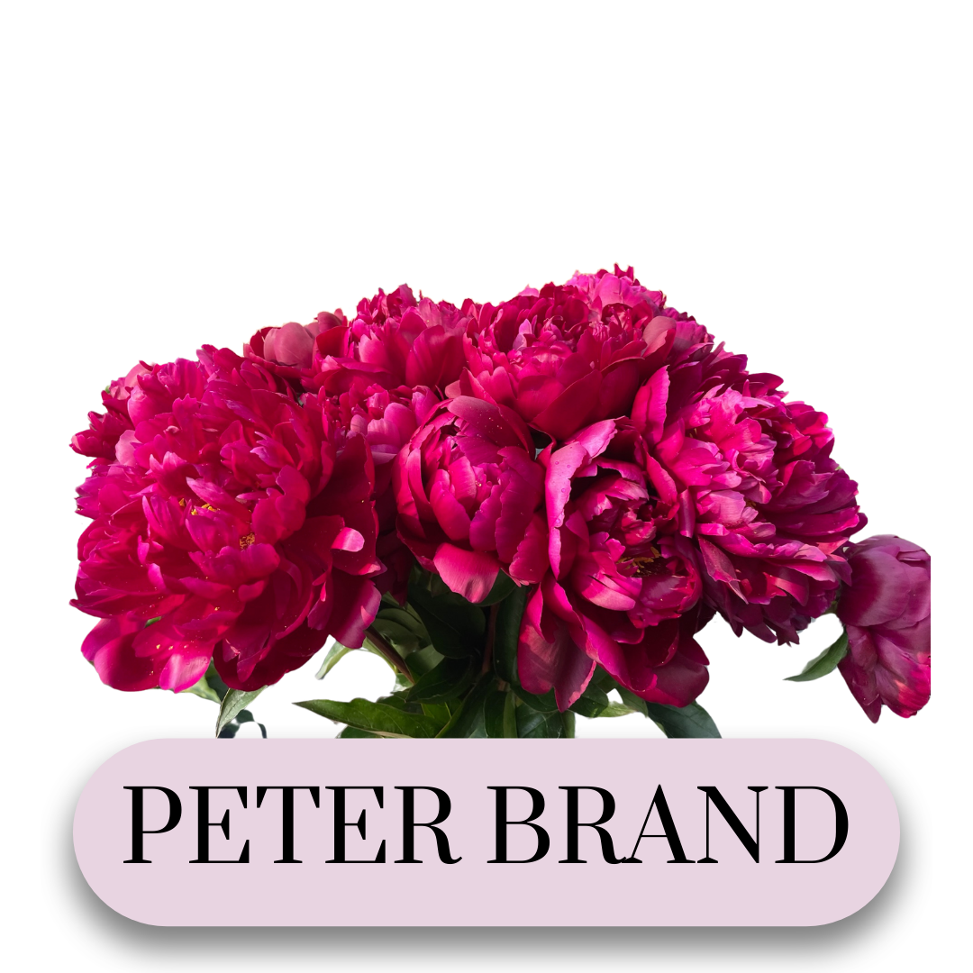 PAEONIA lactiflora Peter Brand