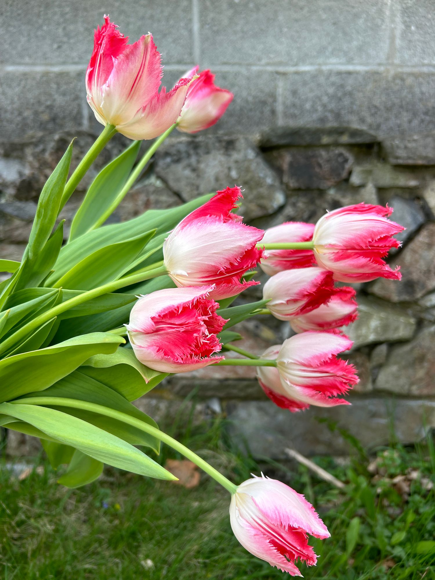 TULIPA