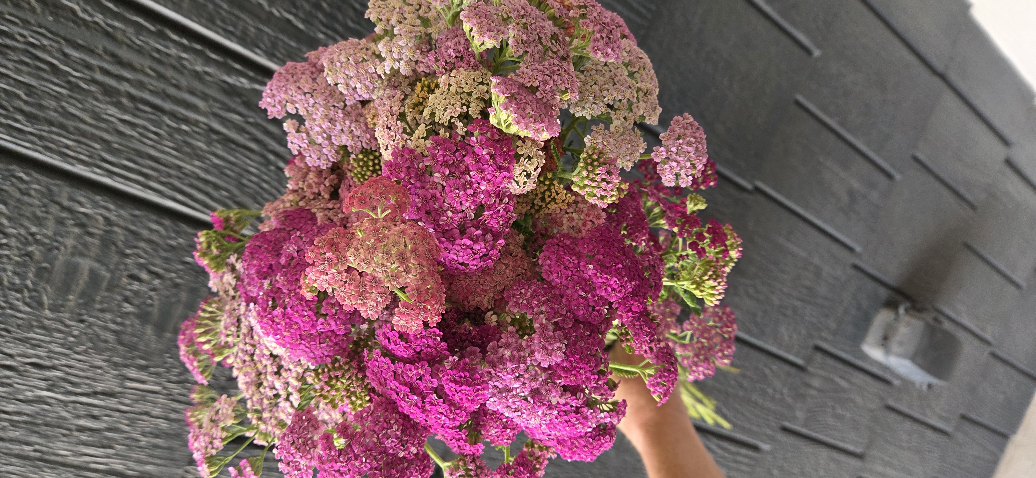 ACHILLEA millefolium Summer Berries