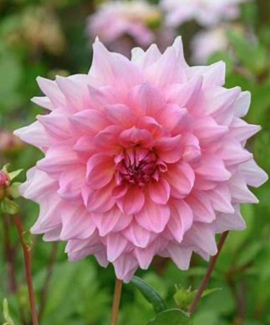 DAHLIA Dinner Plate
