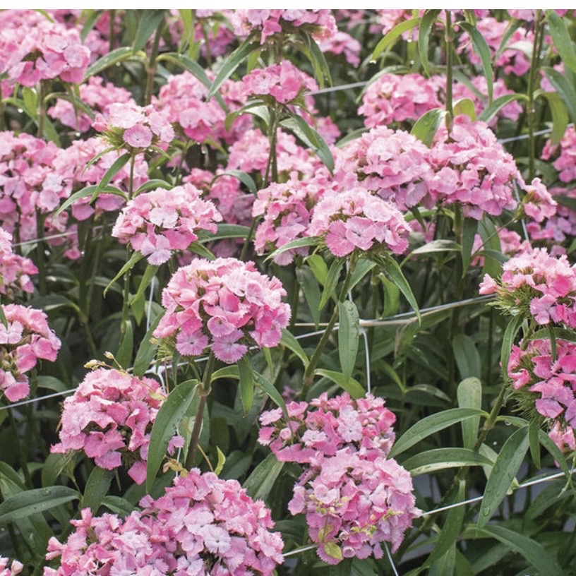 DIANTHUS barbatus Sweet Pink
