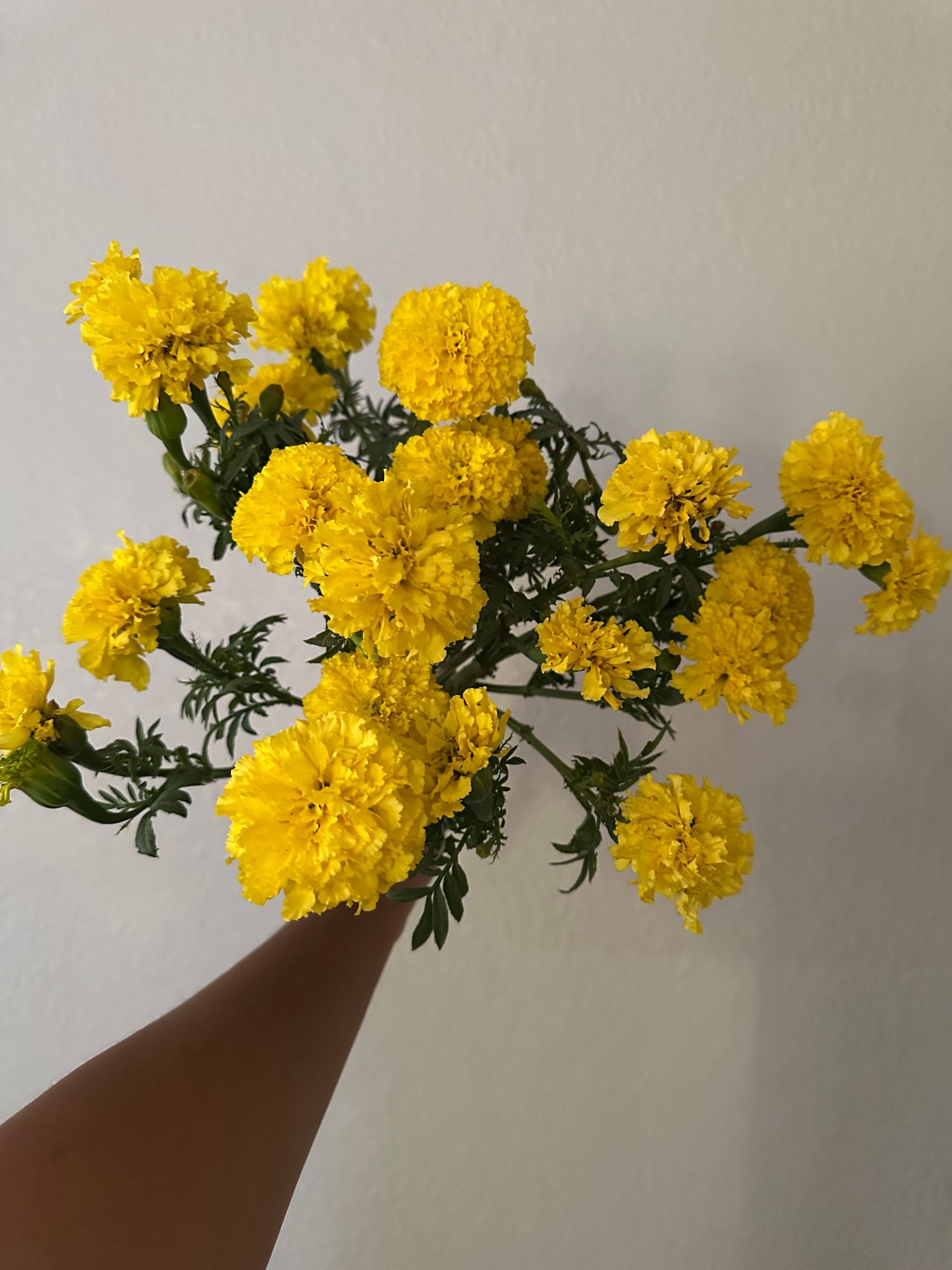 TAGETES erecta