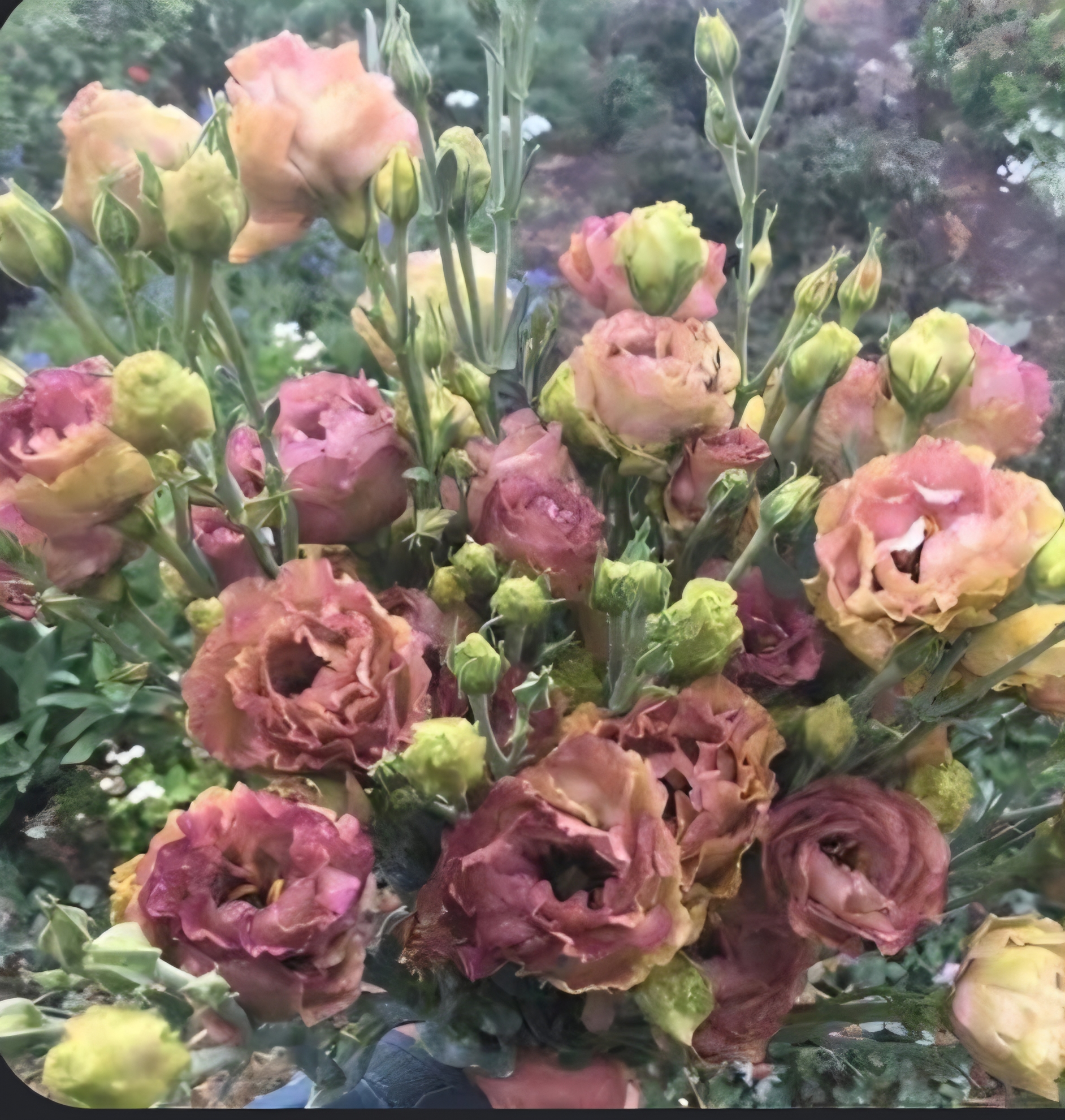 EUSTOMA grandiflorum Rosanne 2 Brown
