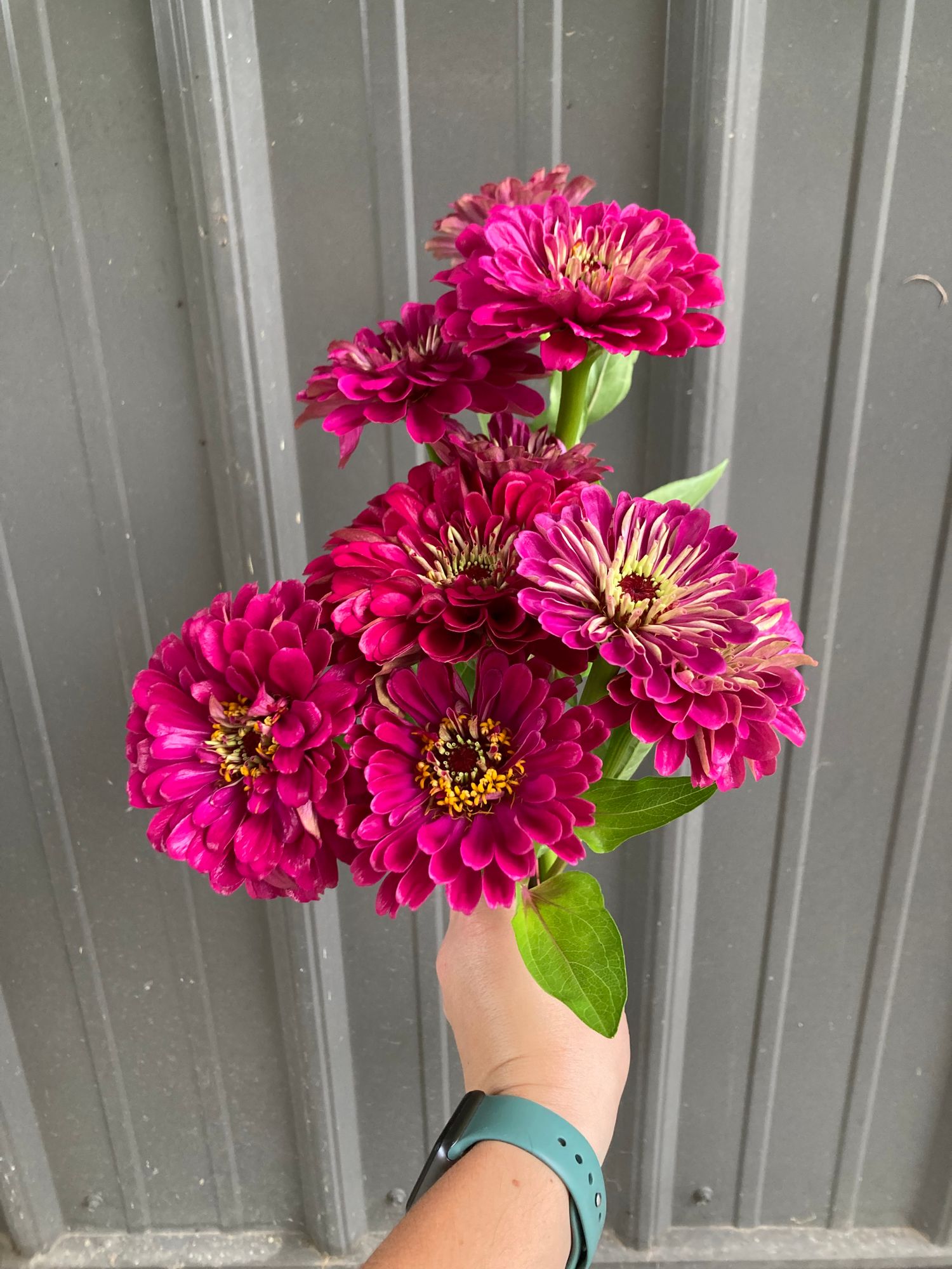 ZINNIA elegans Benarys Giant Wine