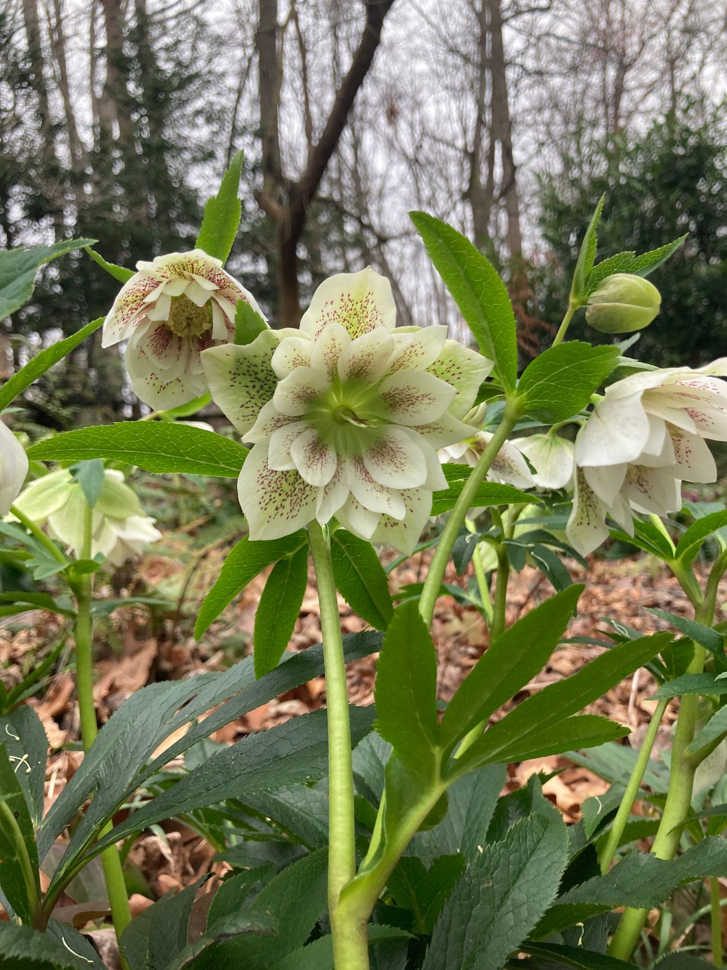 HELLEBORUS x hybridus