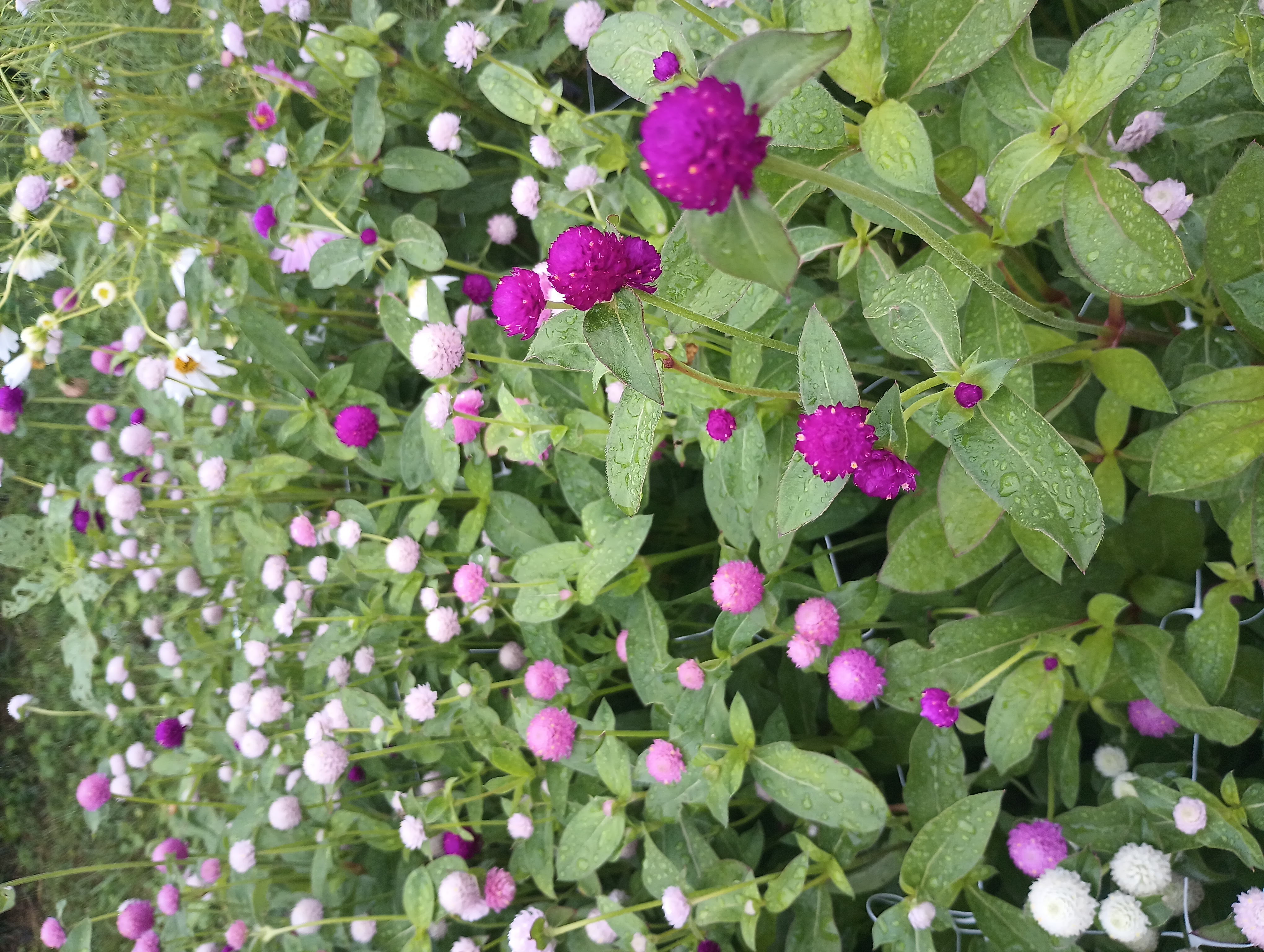 GOMPHRENA globosa Audray