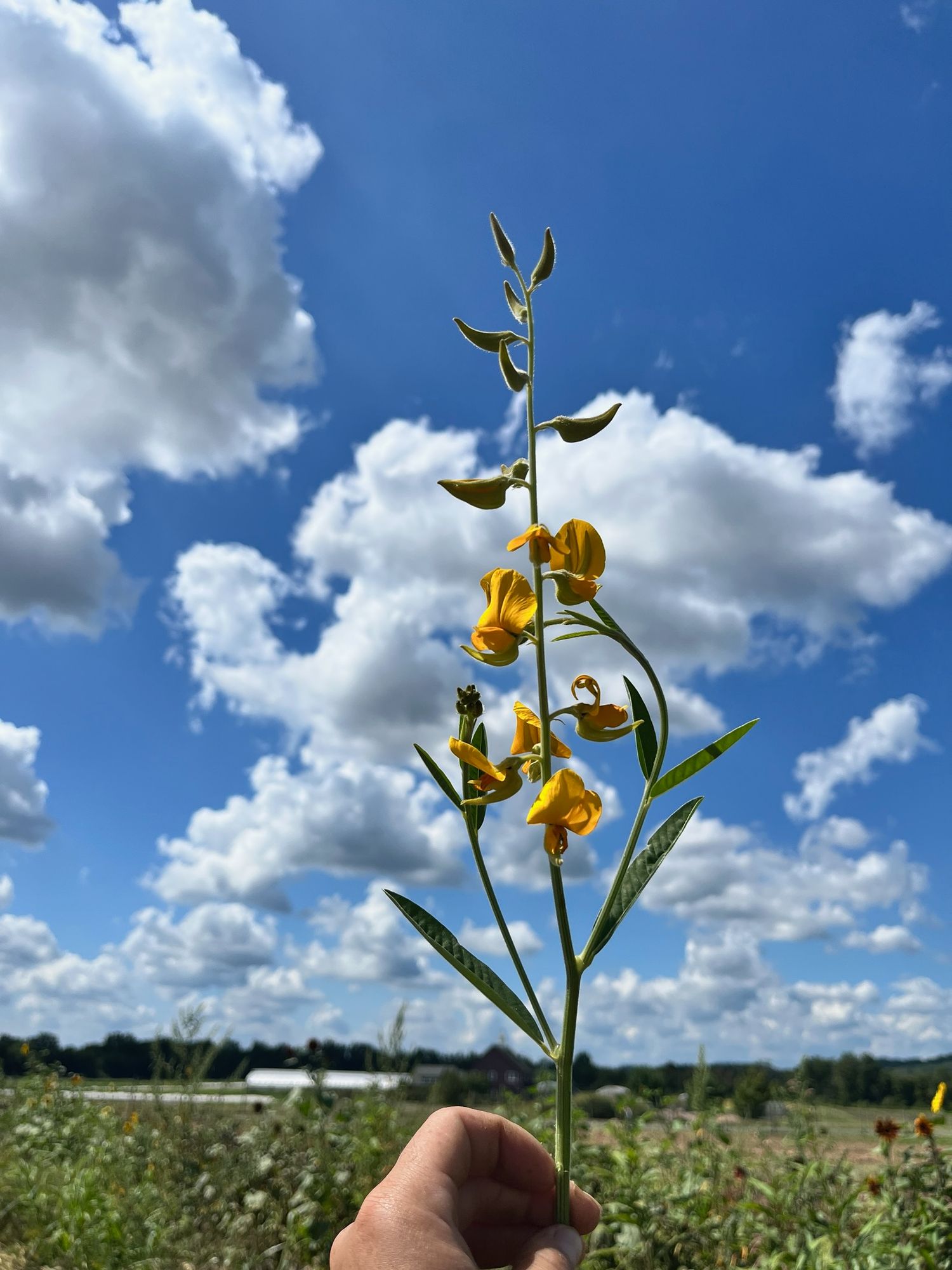 CROTALARIA juncea