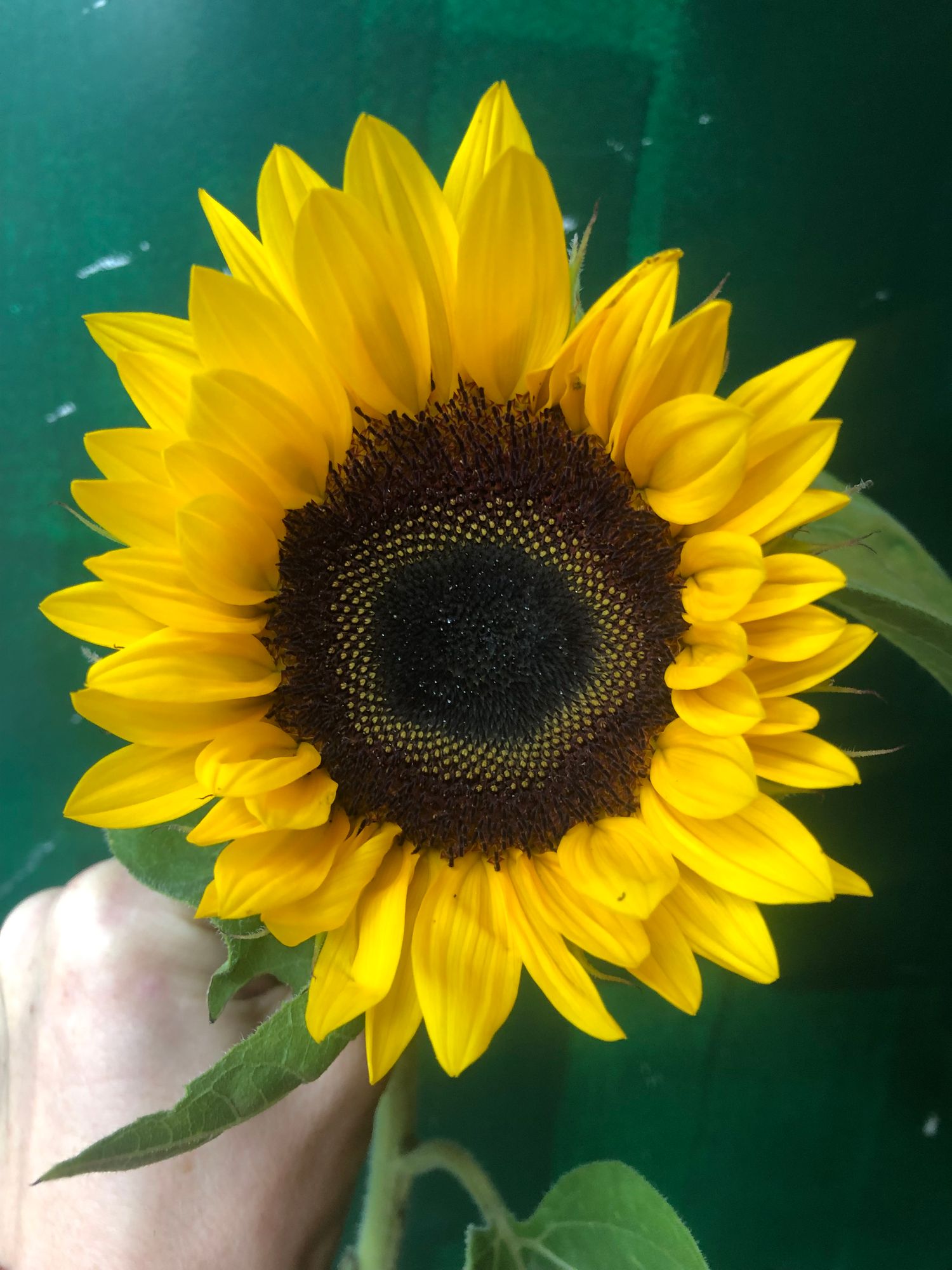 HELIANTHUS annuus Sunrich