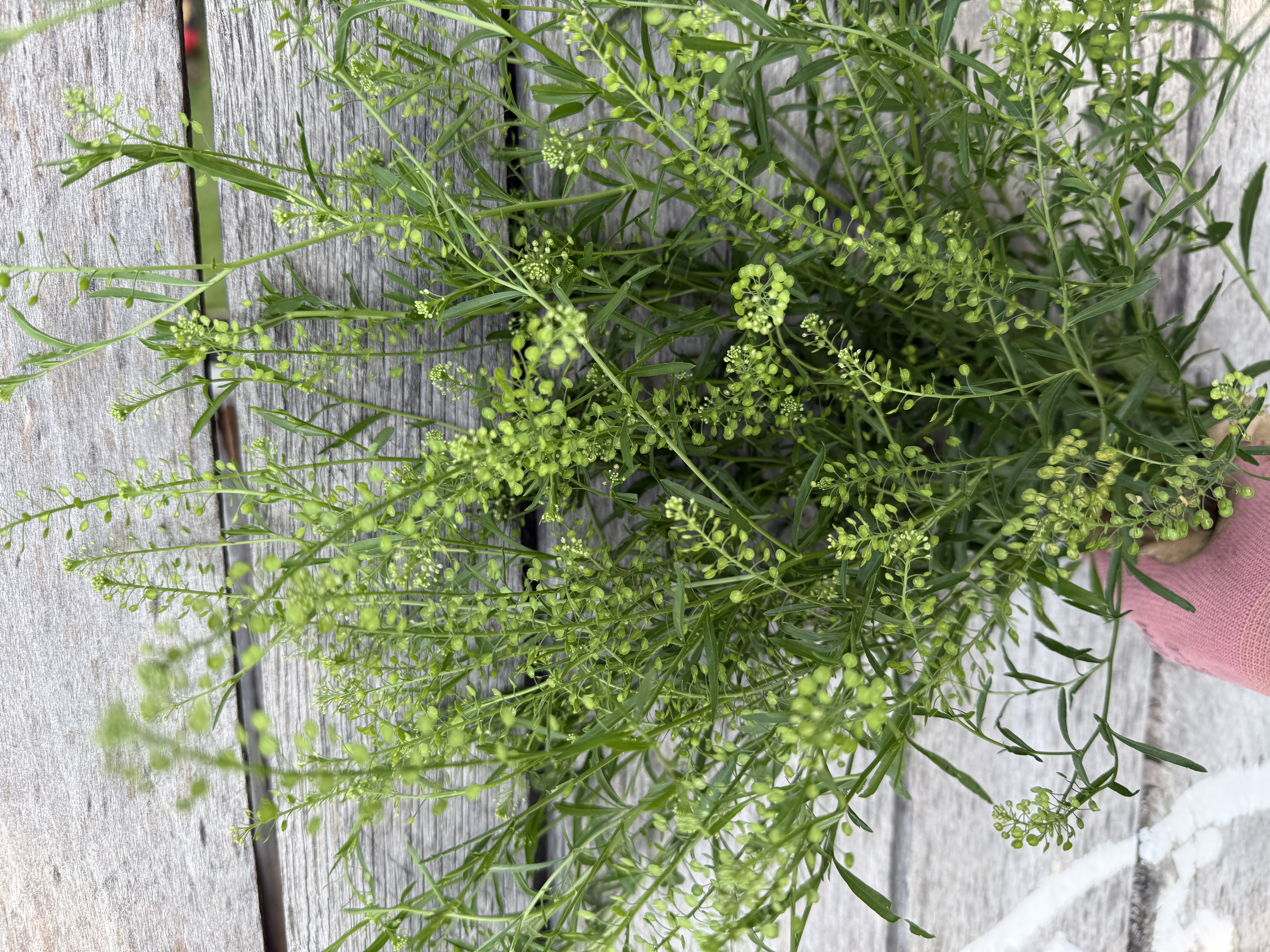 LEPIDIUM spp. Green Dragon