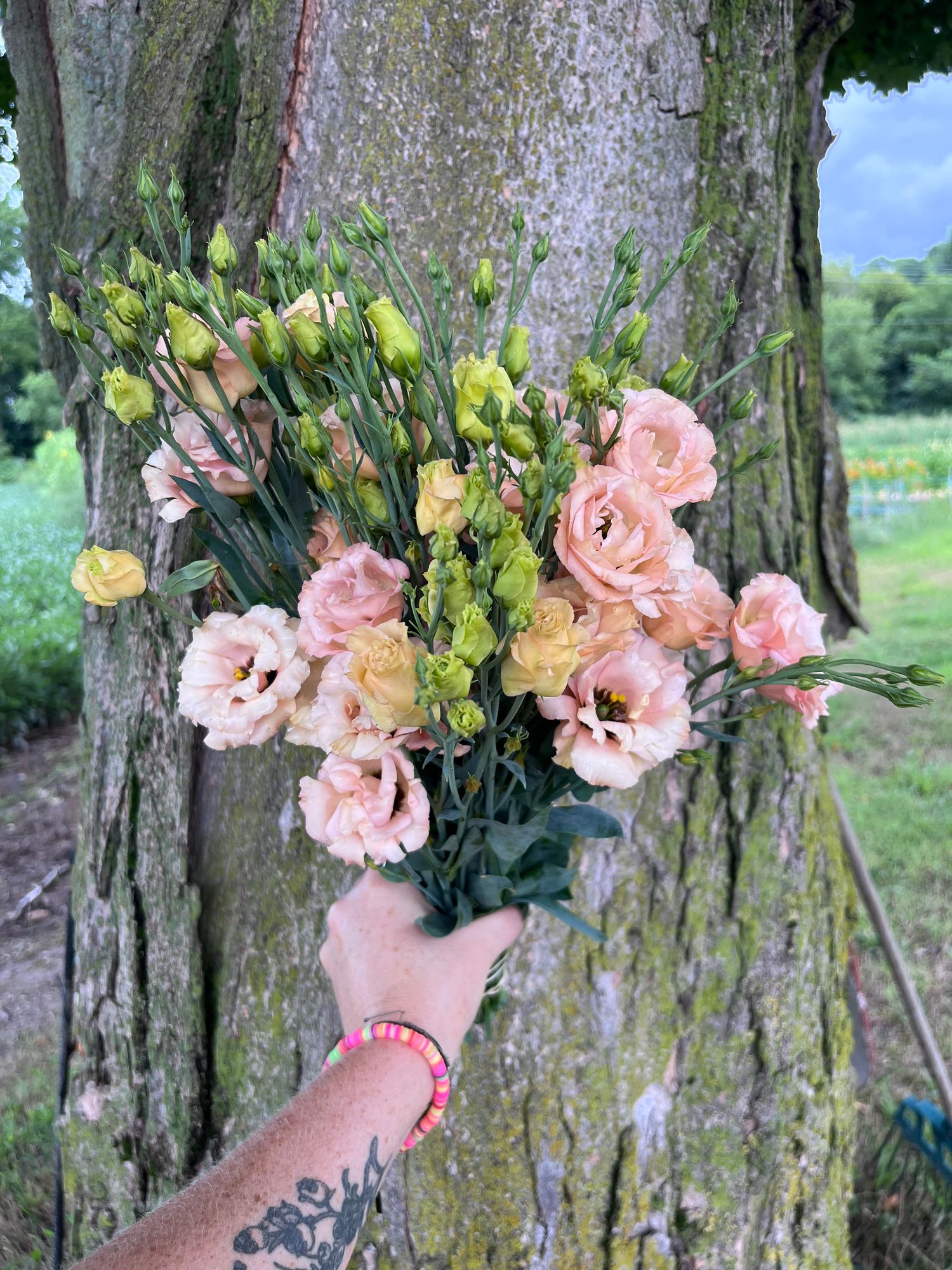 EUSTOMA grandiflorum Sabrina Mango