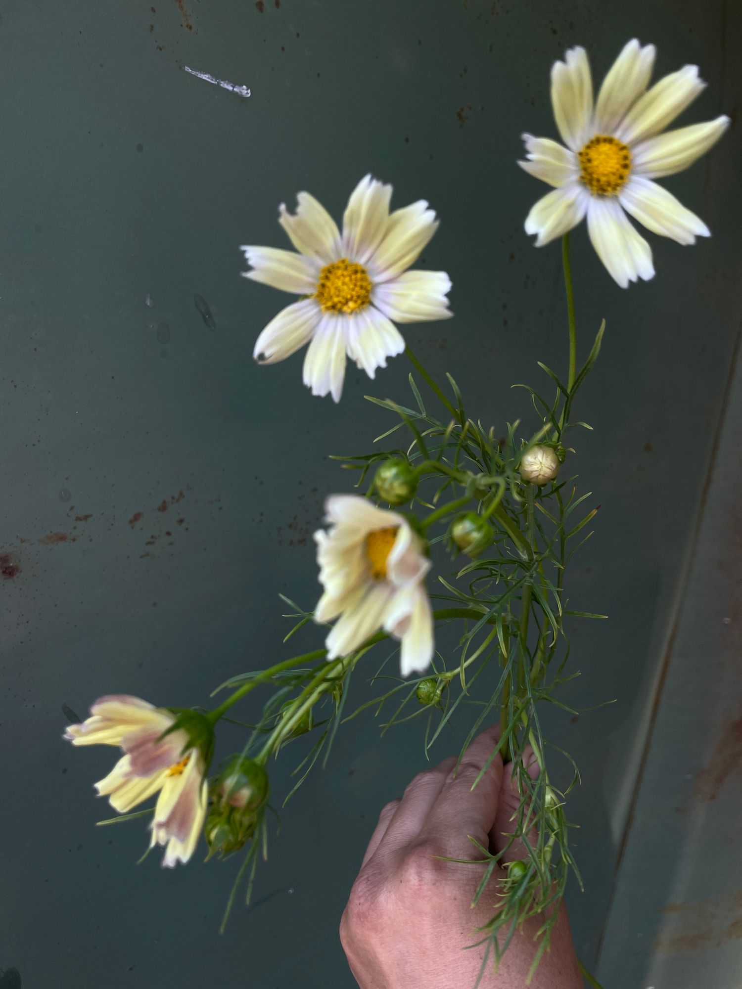 COSMOS bipinnatus Kiiro