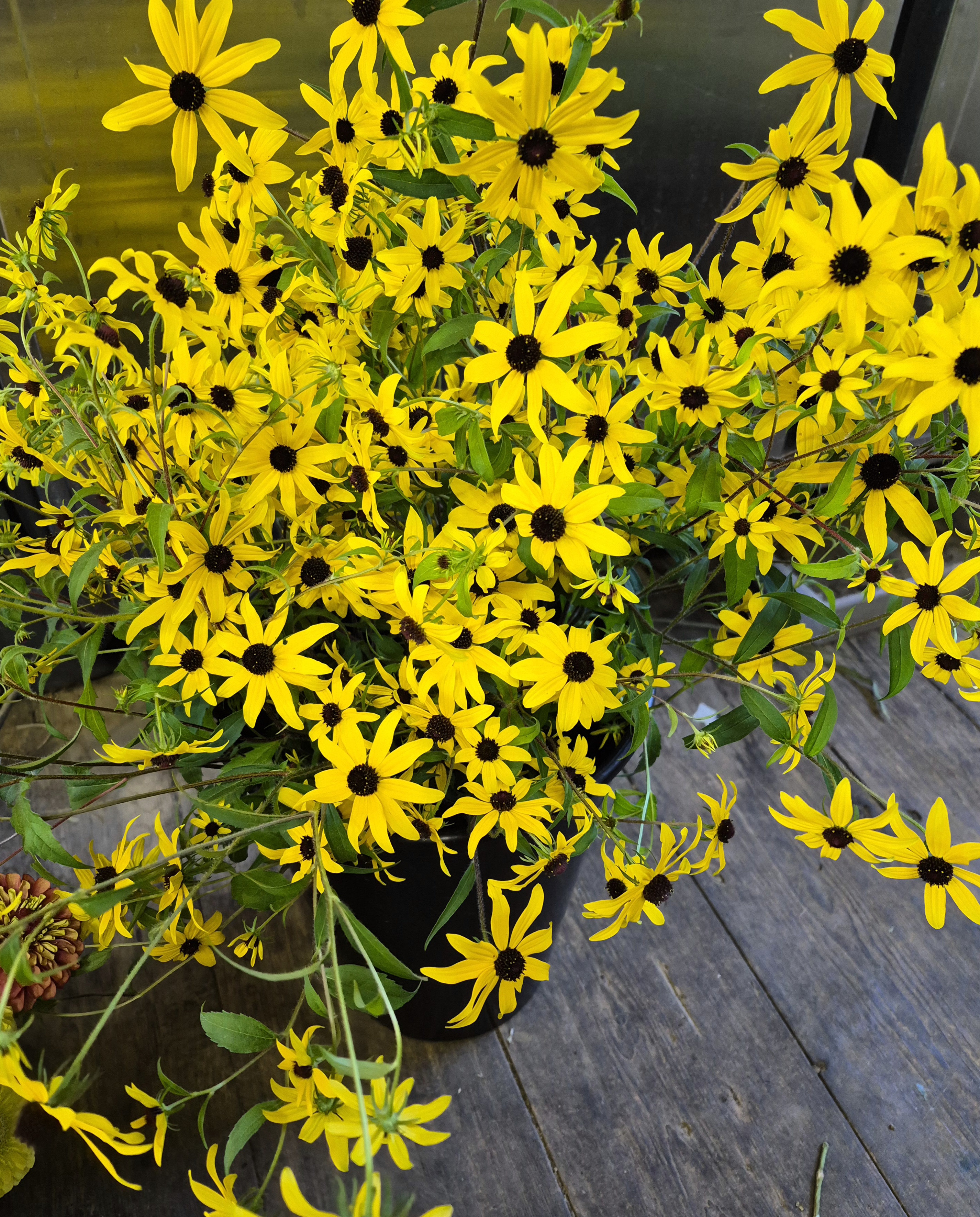 RUDBECKIA triloba