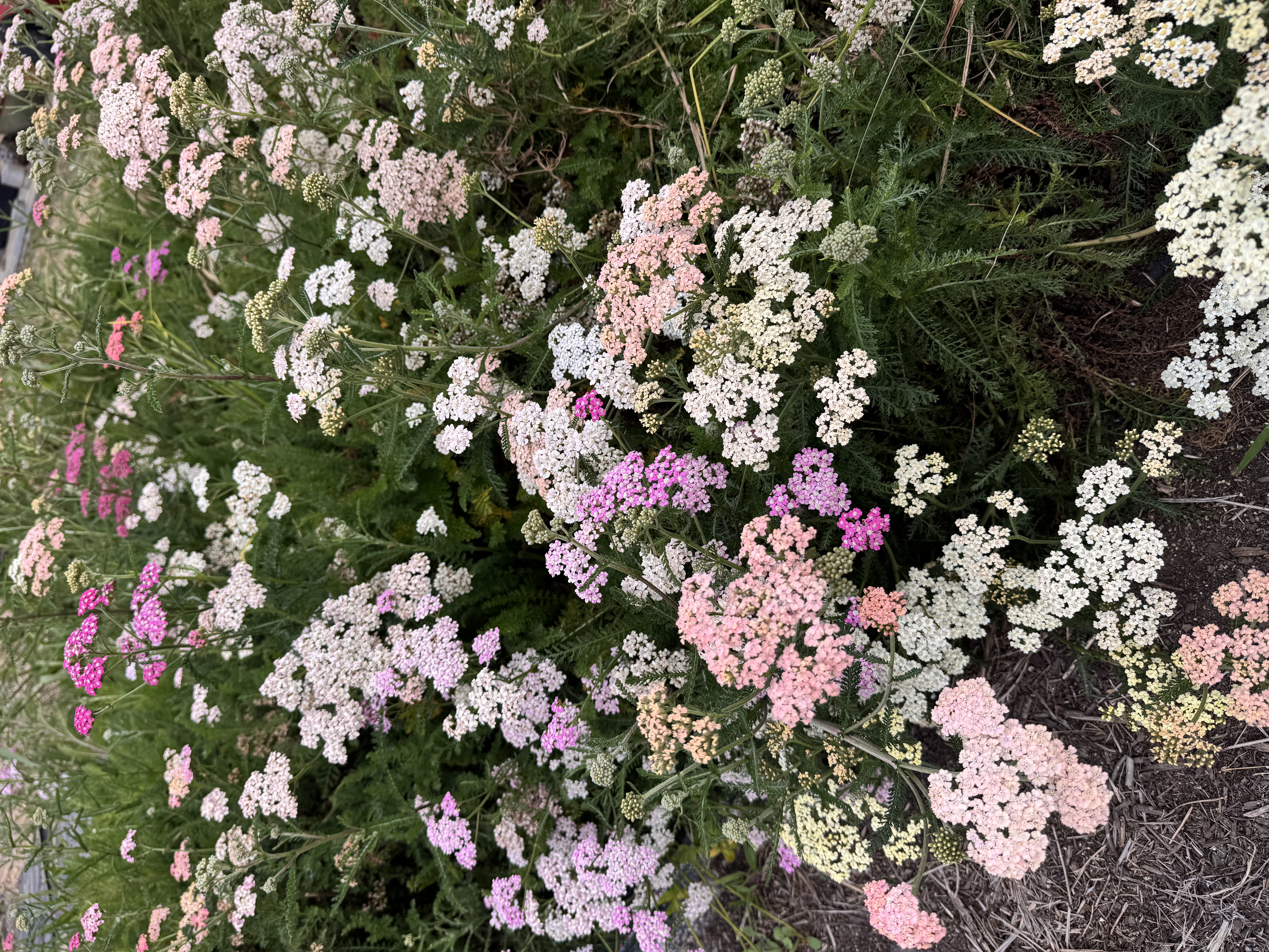ACHILLEA millefolium Favorite Berries