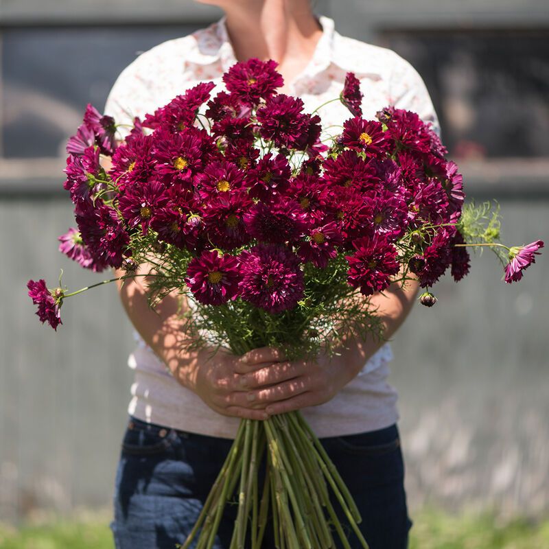 COSMOS bipinnatus Double Click Cranberry