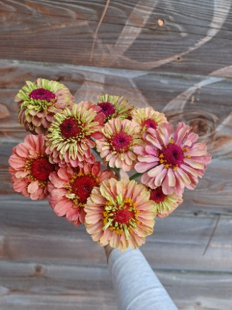 ZINNIA