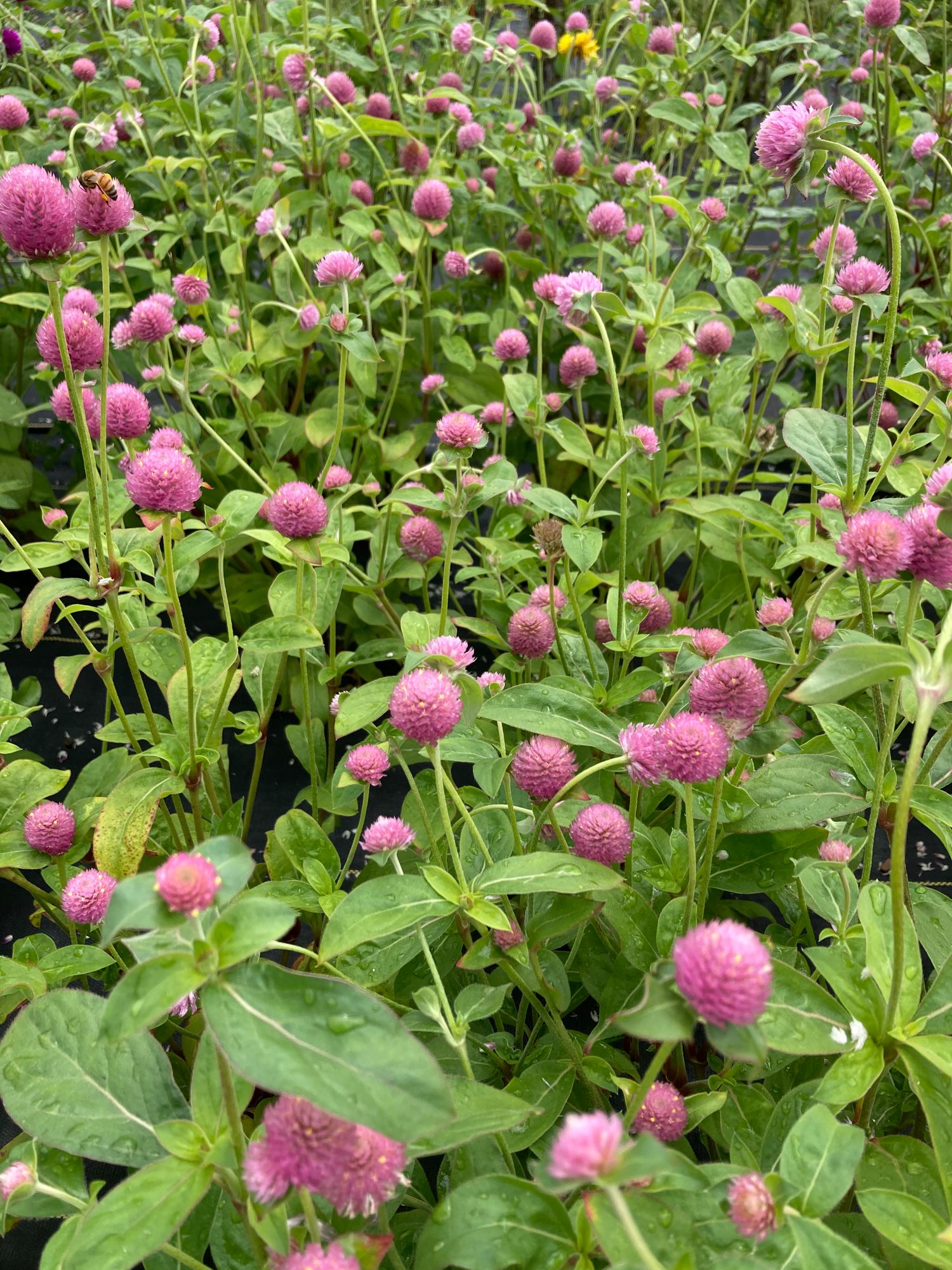 GOMPHRENA haageana