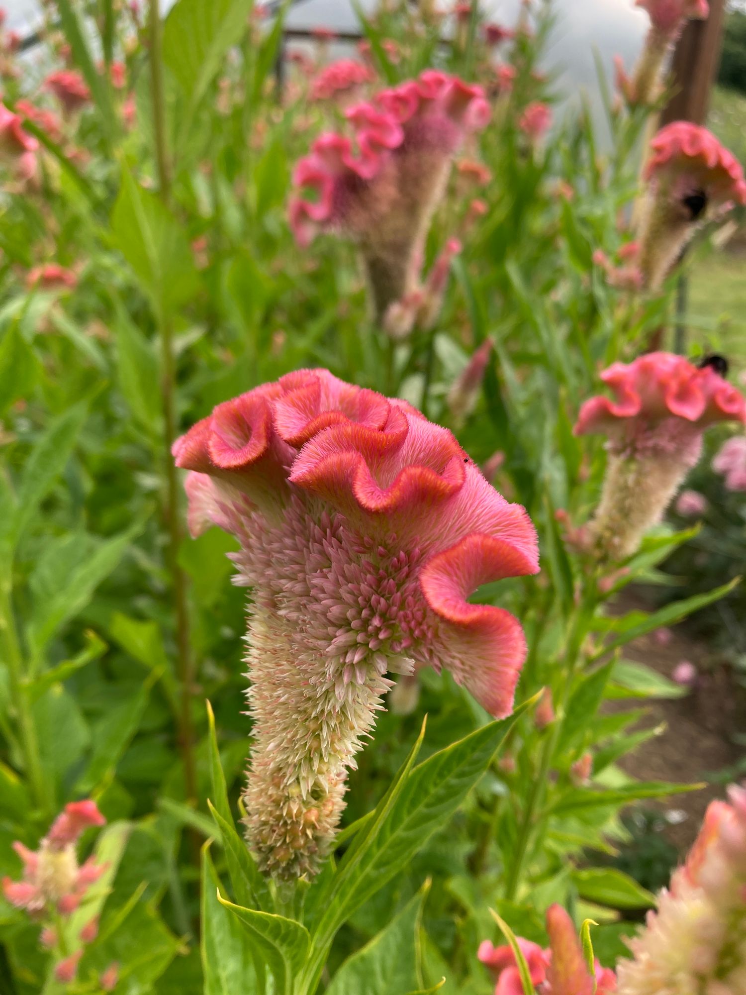 CELOSIA argentea var. cristata Delhi Rainbow