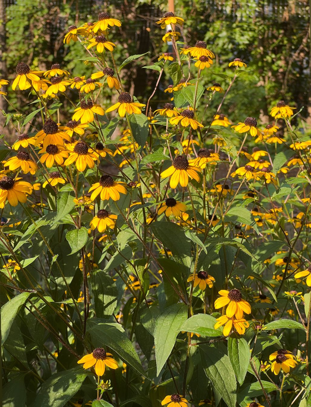 RUDBECKIA triloba