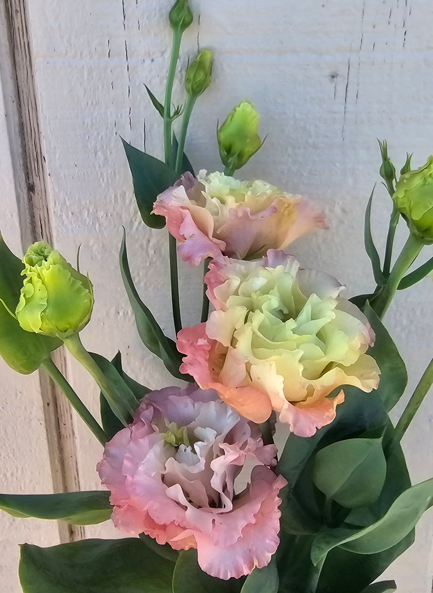 EUSTOMA grandiflorum