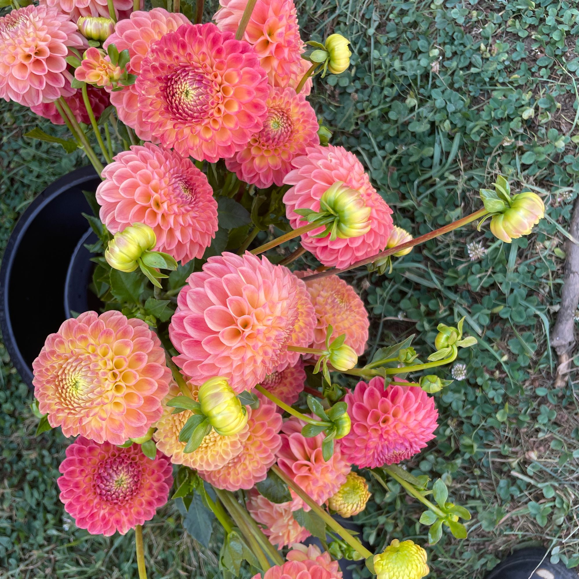 DAHLIA Snoho Doris