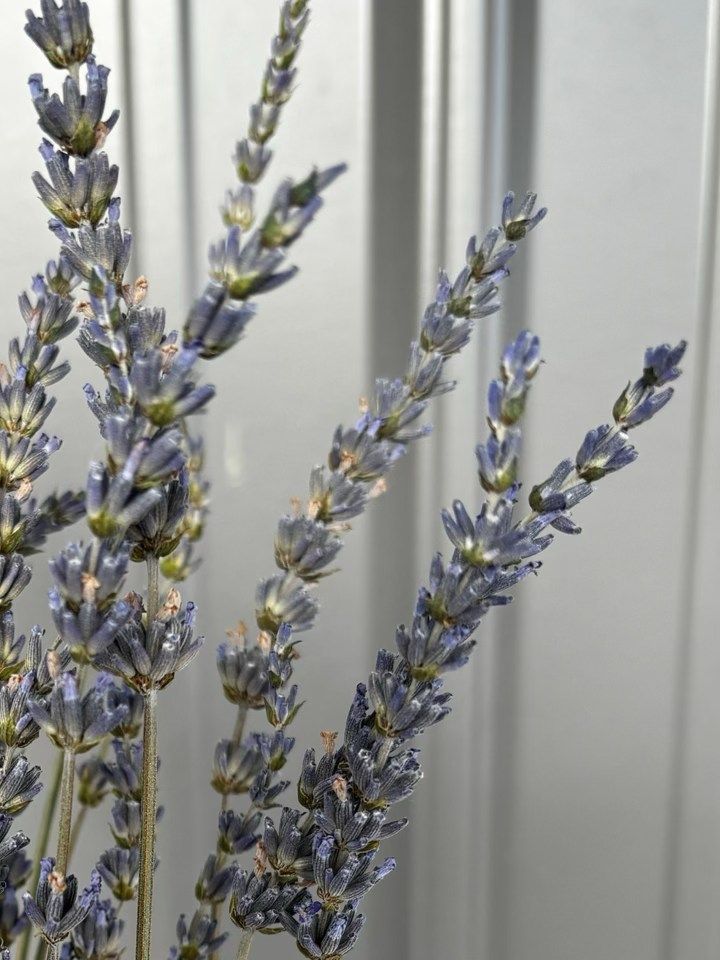 LAVENDULA x intermedia Phenomenal