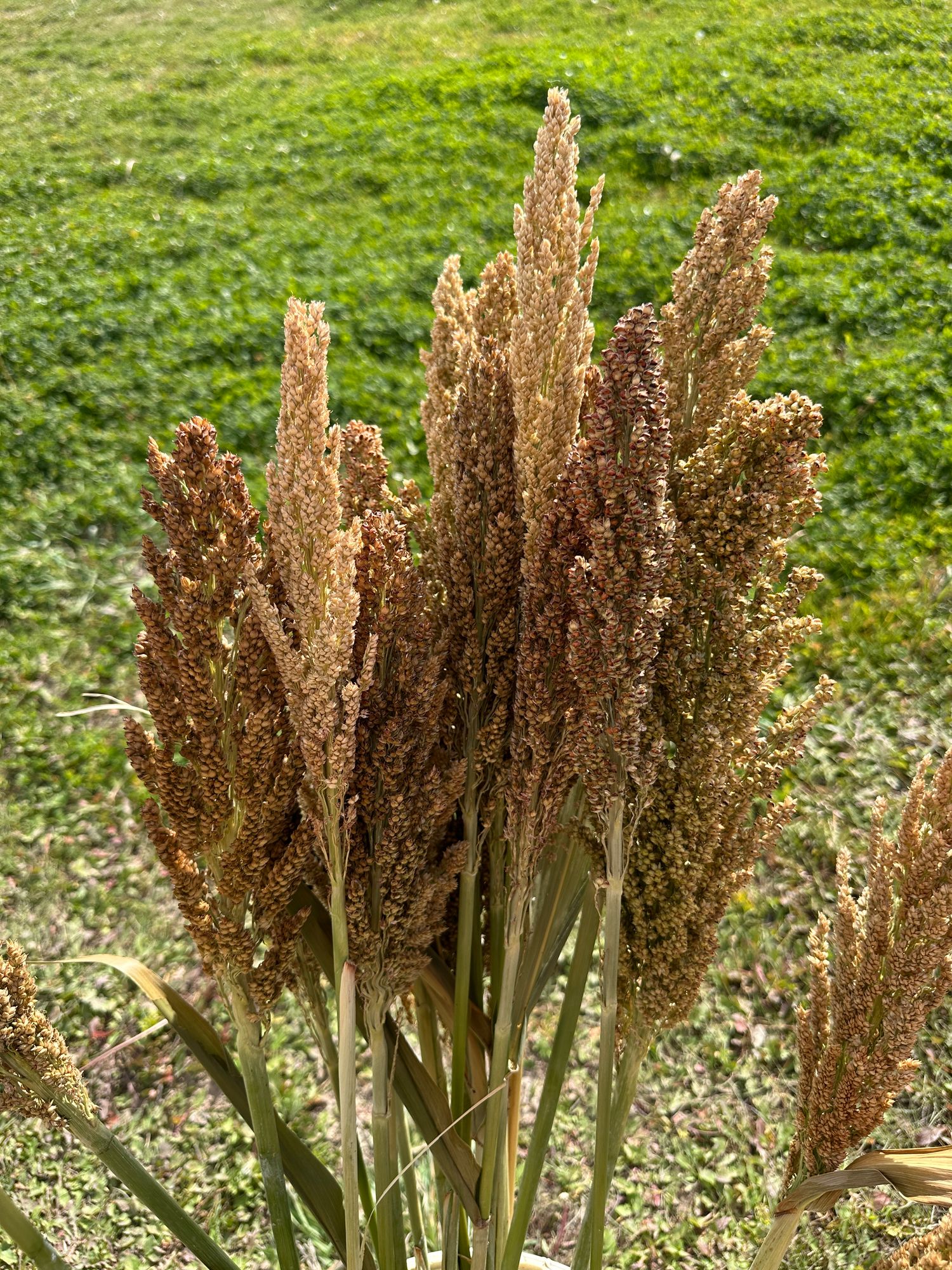 SORGHUM bicolor