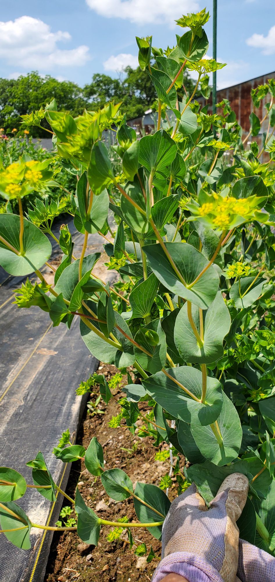 BUPLEURUM rotundifolium