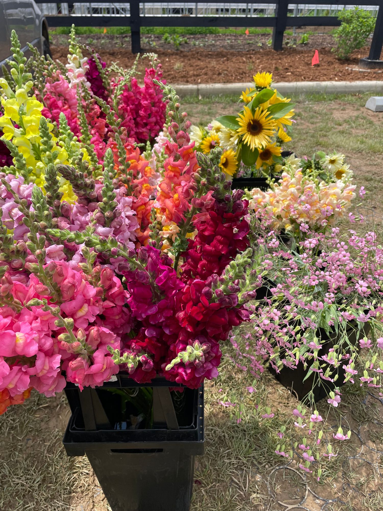 ANTIRRHINUM majus