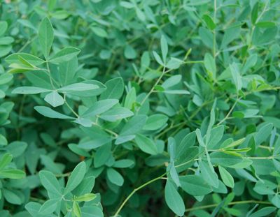 BAPTISIA australis
