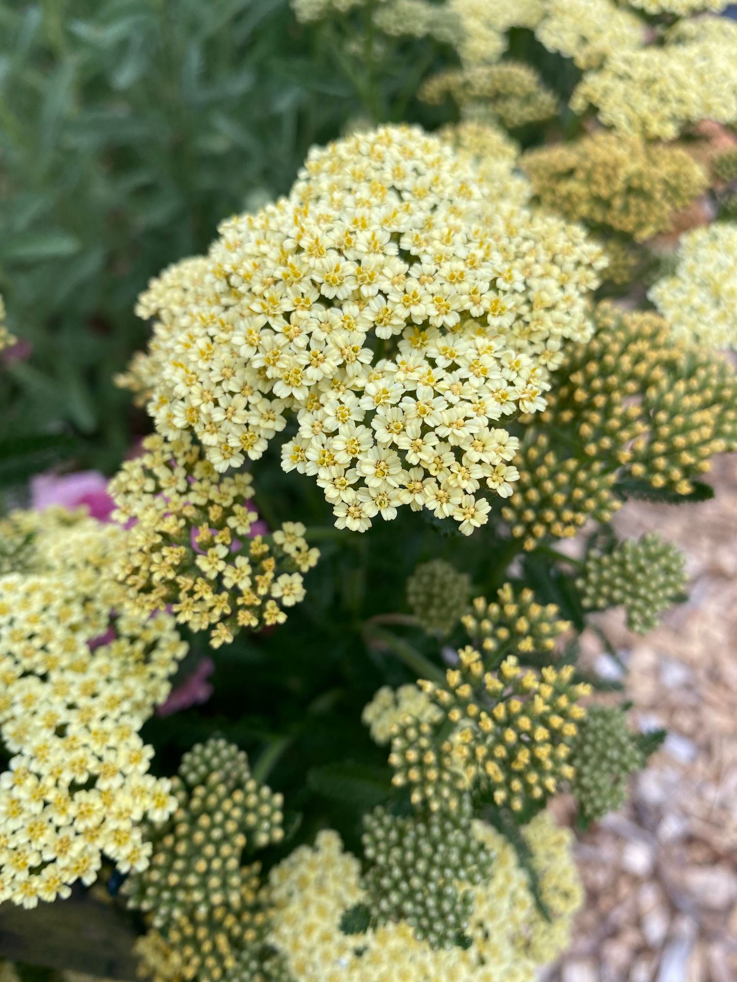 ACHILLEA millefolium Colorado