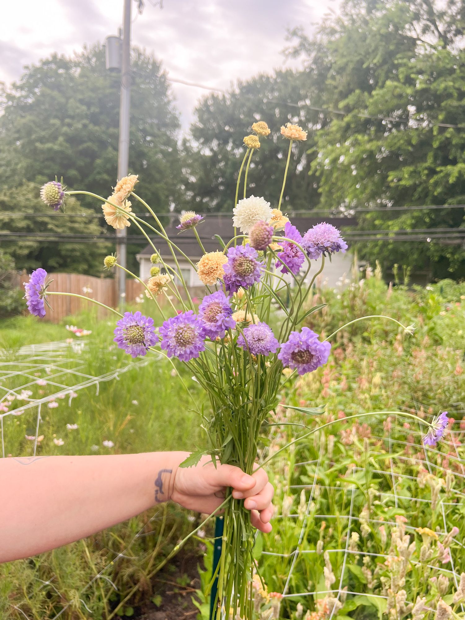 SCABIOSA ochroleuca