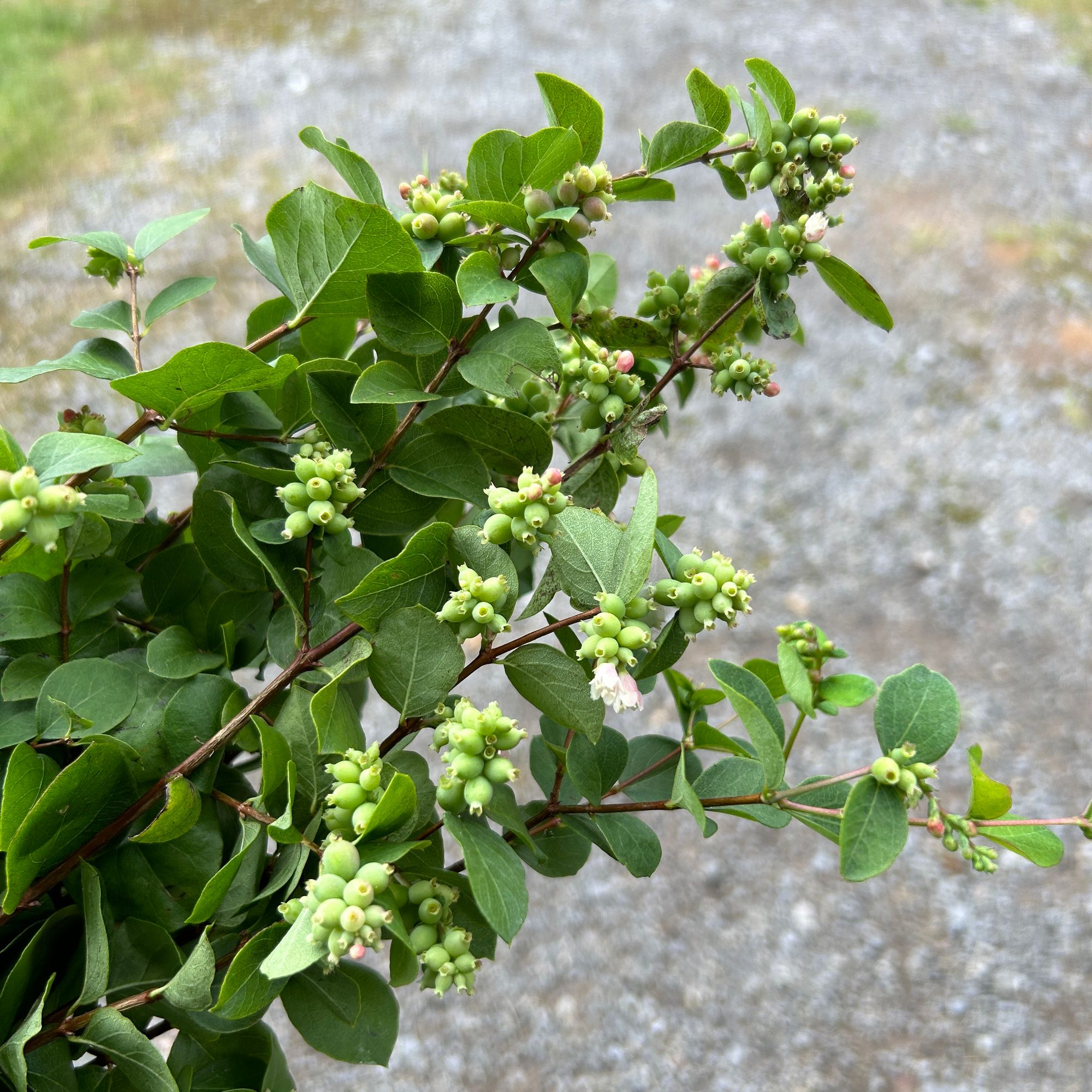 SYMPHORICARPOS albus