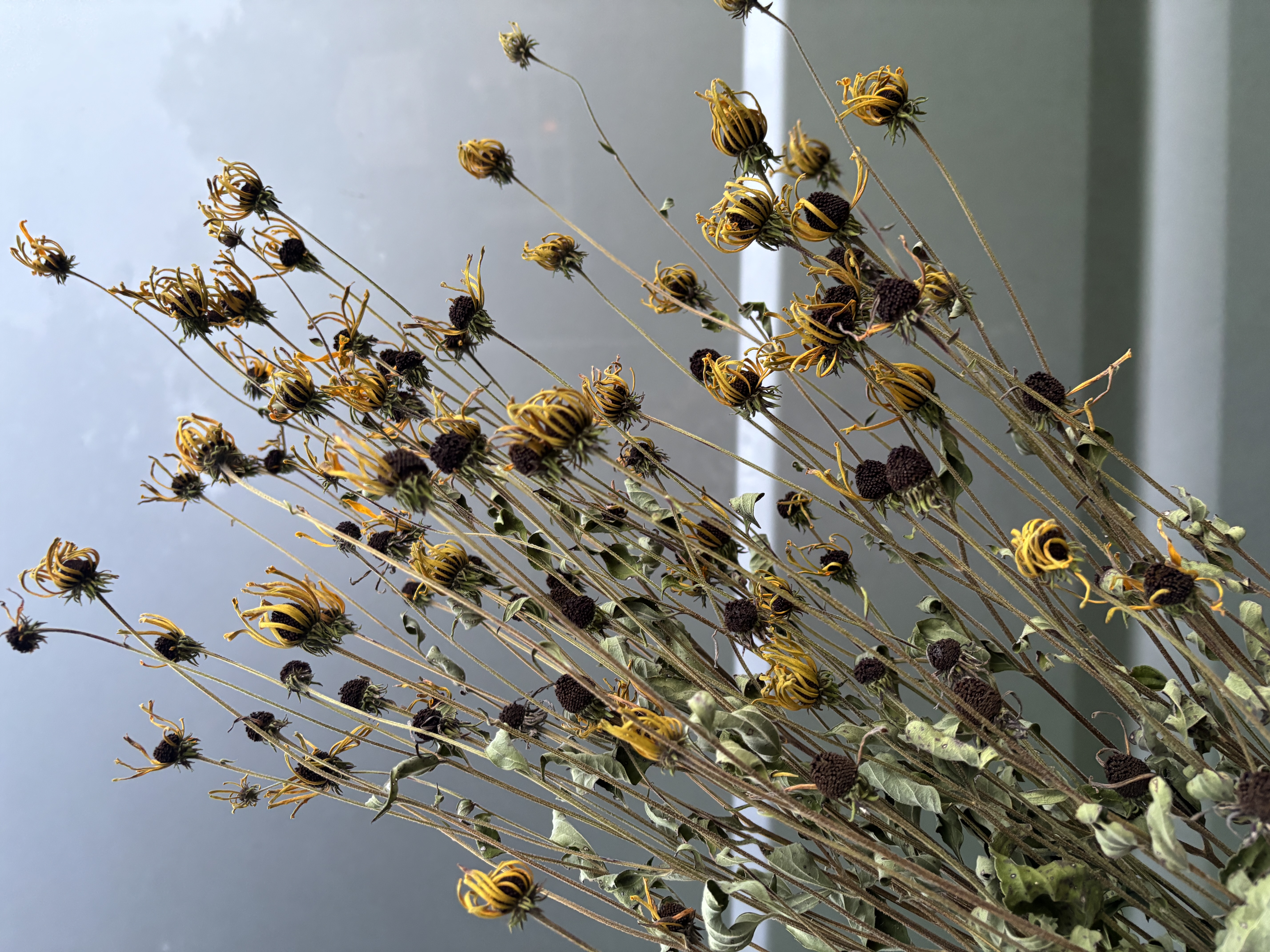 RUDBECKIA subtomentosa Henry Eilers