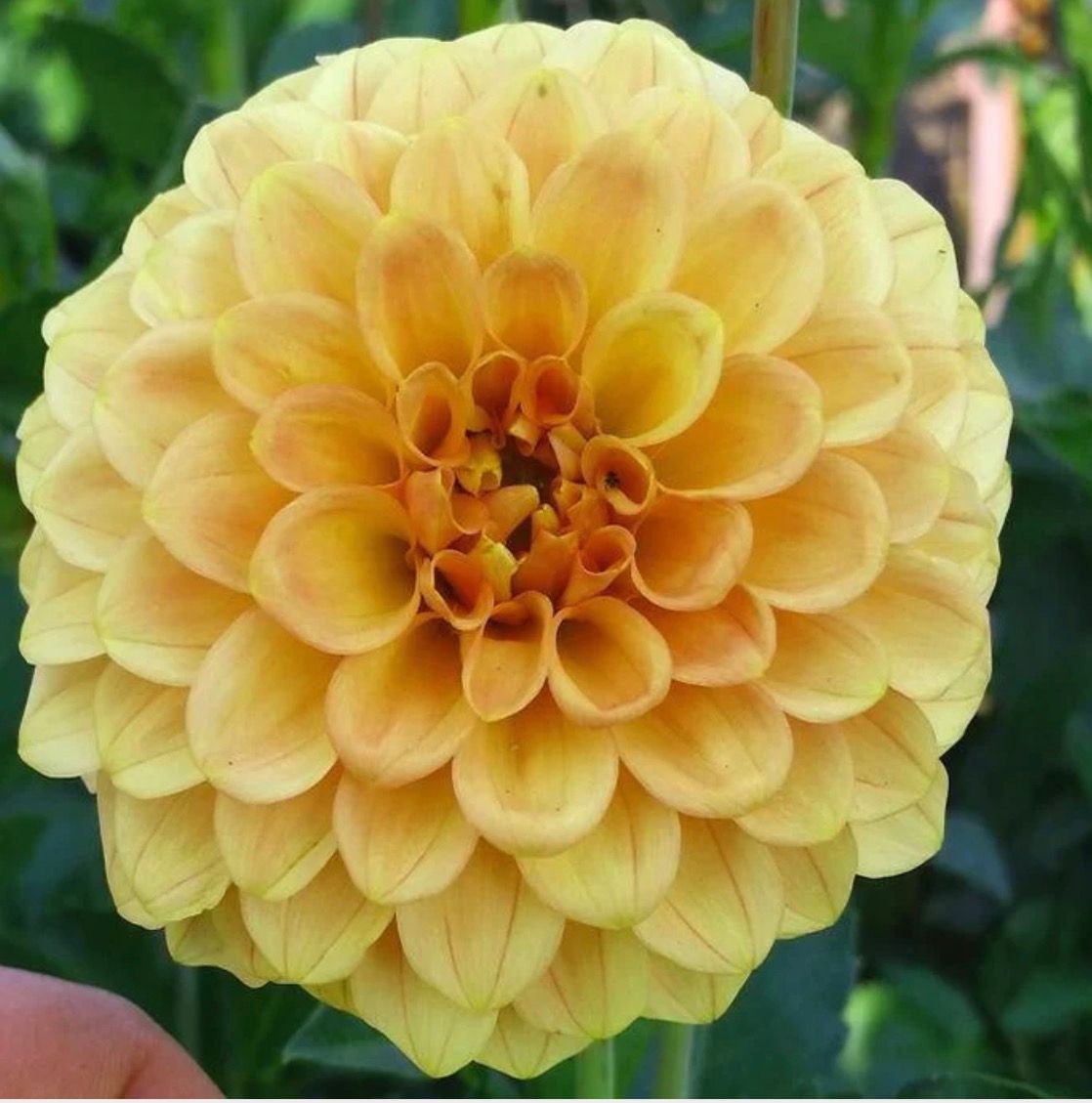 DAHLIA Golden Scepter